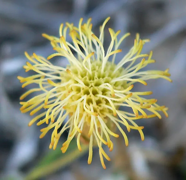 Brickellbush. (Brickellia Californica) — emulating its natural arid environment; it's important to know that Brickellbush is a low-maintenance choice