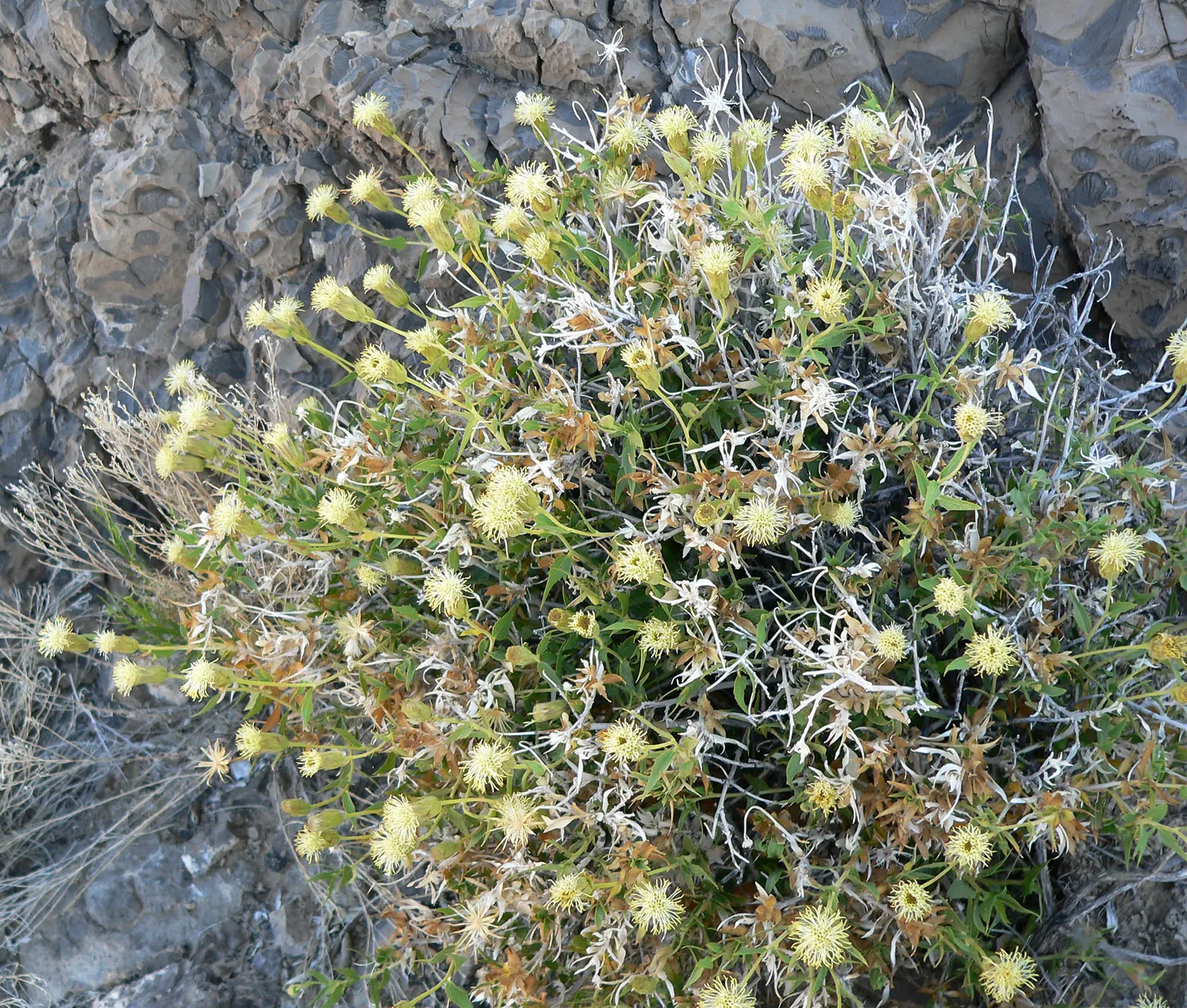Brickellbush. (Brickellia Californica) — It's best to water the plant sparingly; its woody stems are adorned by ovate leaves