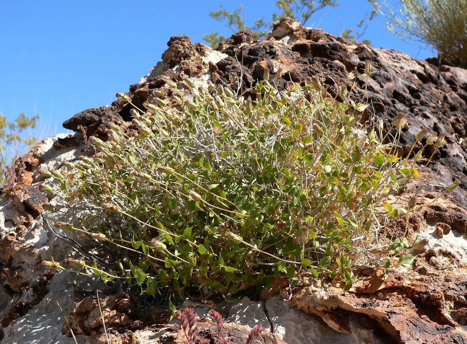 Brickellbush. (Brickellia Californica) — it's important to know that Brickellbush is a low-maintenance choice; brickellbush (Brickellia californica) is a