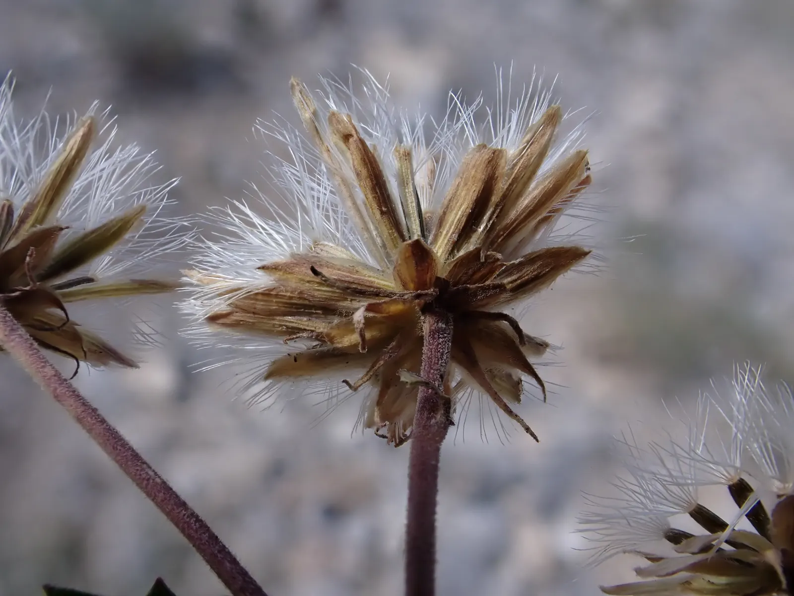 Brickellbush. (Brickellia Californica) — is a perennial shrub native to the southwestern United States; which are typically 1 to 3 inches long