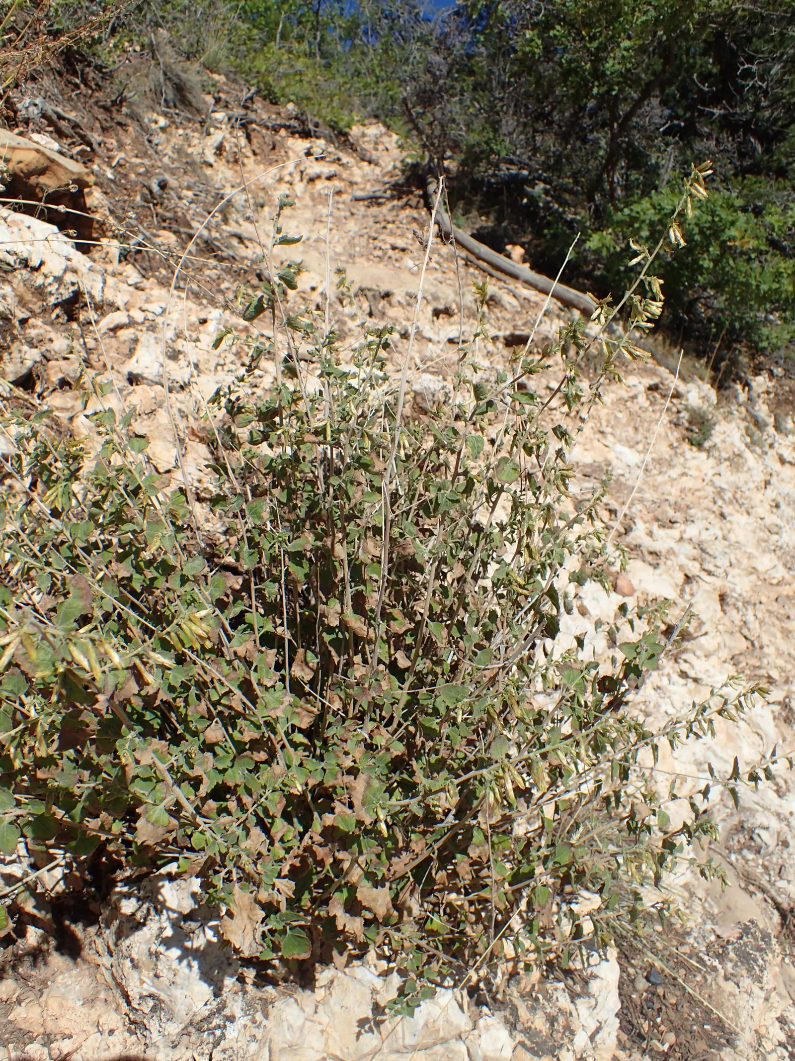 Brickellbush. (Brickellia Californica) — with purplish bracts adding a hint of color.<br><br>For the client