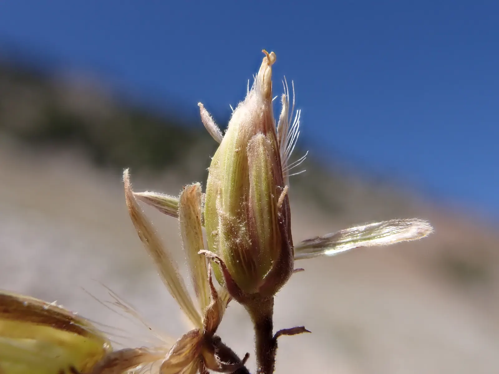 Brickellbush. (Brickellia Californica) — which are typically 1 to 3 inches long; less conspicuous but equally charming