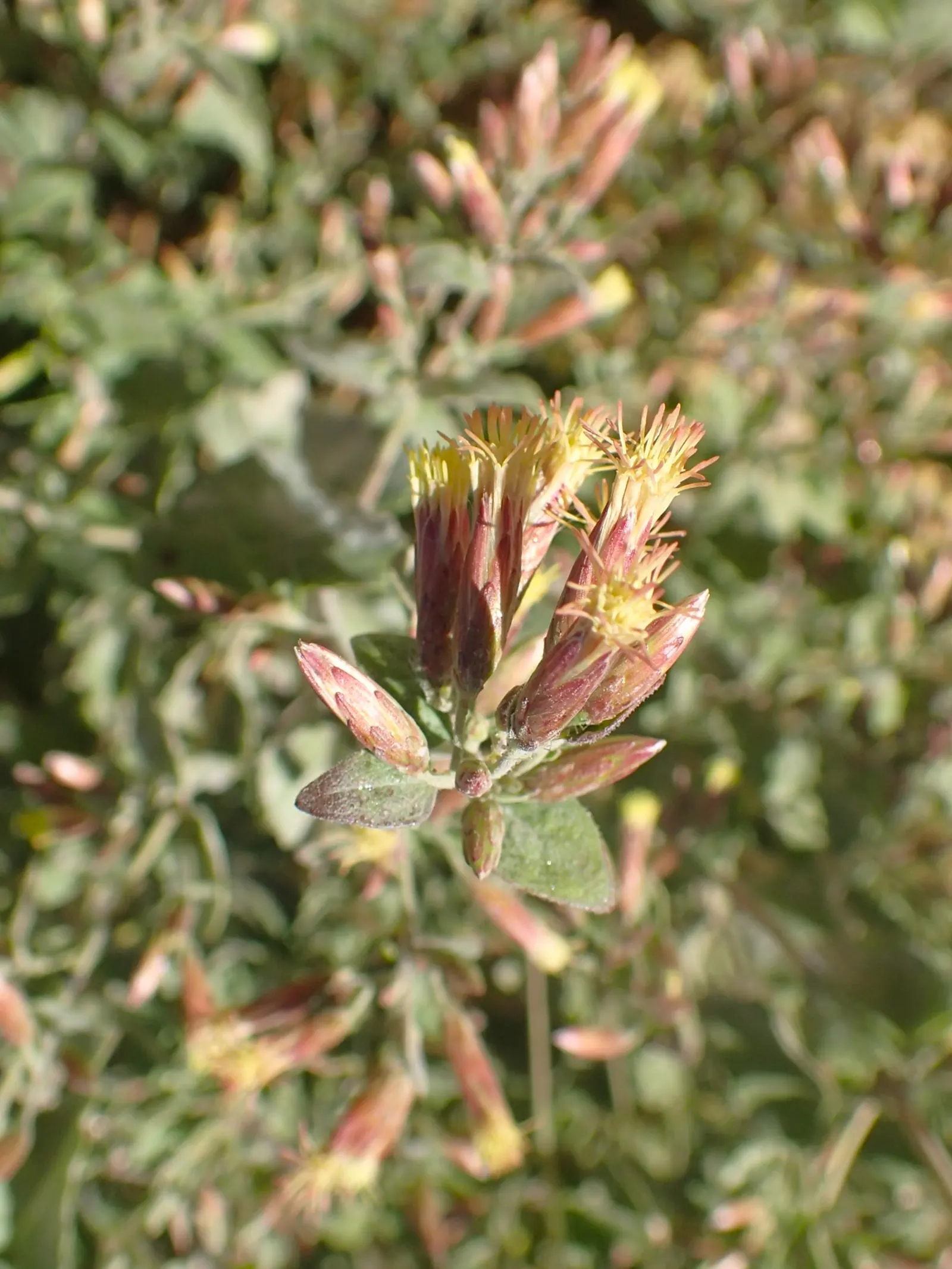 Brickellbush. (Brickellia Californica) — thriving in well-drained soil conditions and proving to be quite drought-tolerant once established