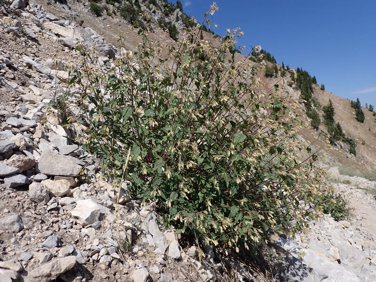 Brickellbush. (Brickellia Californica) — attracting pollinators like butterflies; late summer to fall, it provides visual interest with clusters of small