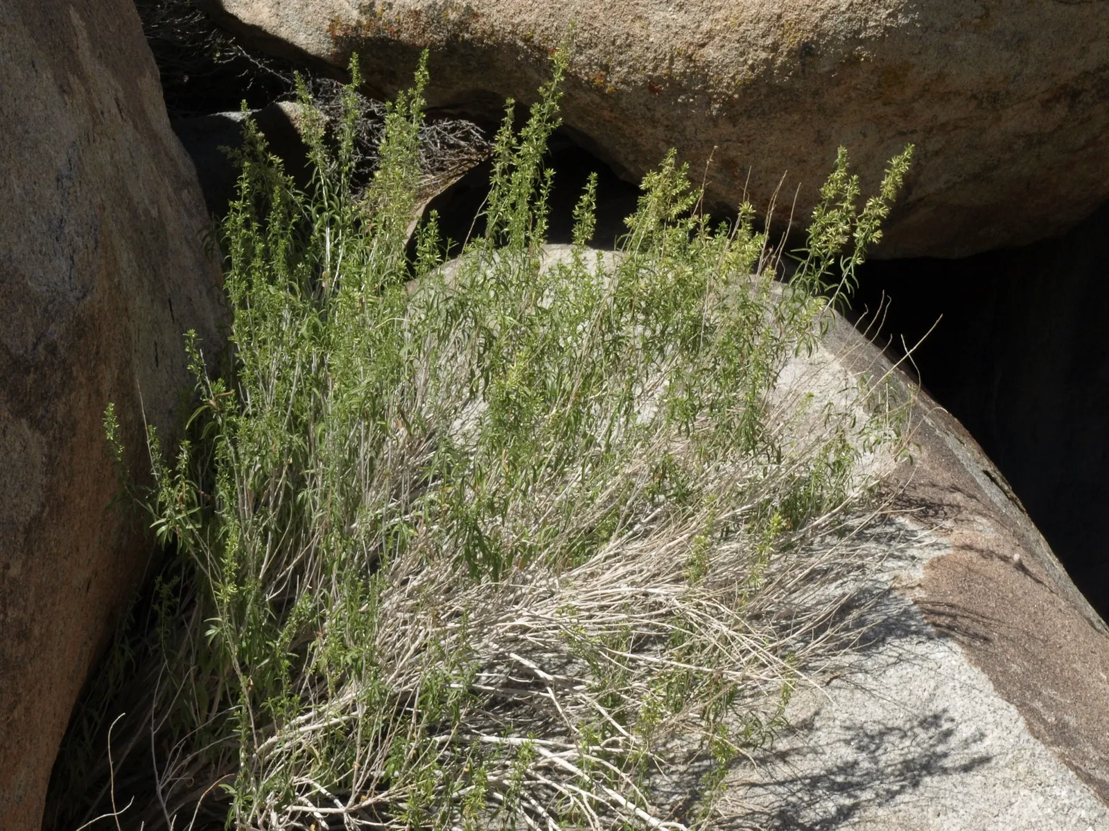 Brickellbush. (Brickellia Californica) — rocky slopes and canyon walls; shrub for full