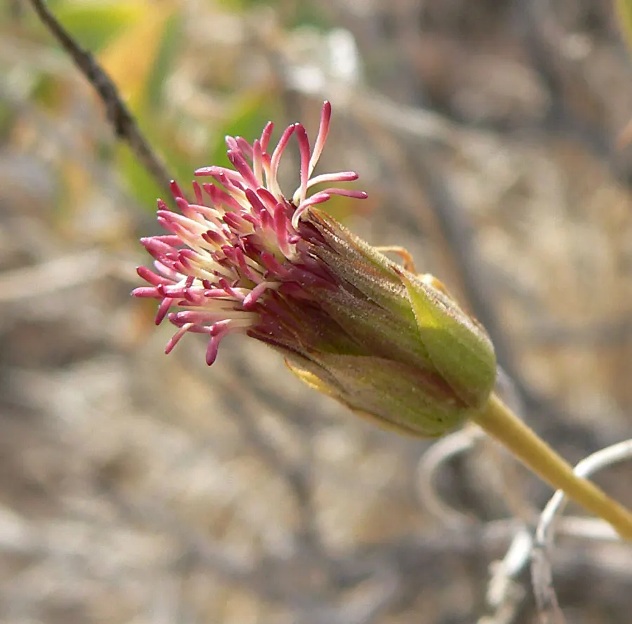 Brickellbush. (Brickellia Californica) — less conspicuous but equally charming; adding texture and variety to landscapes