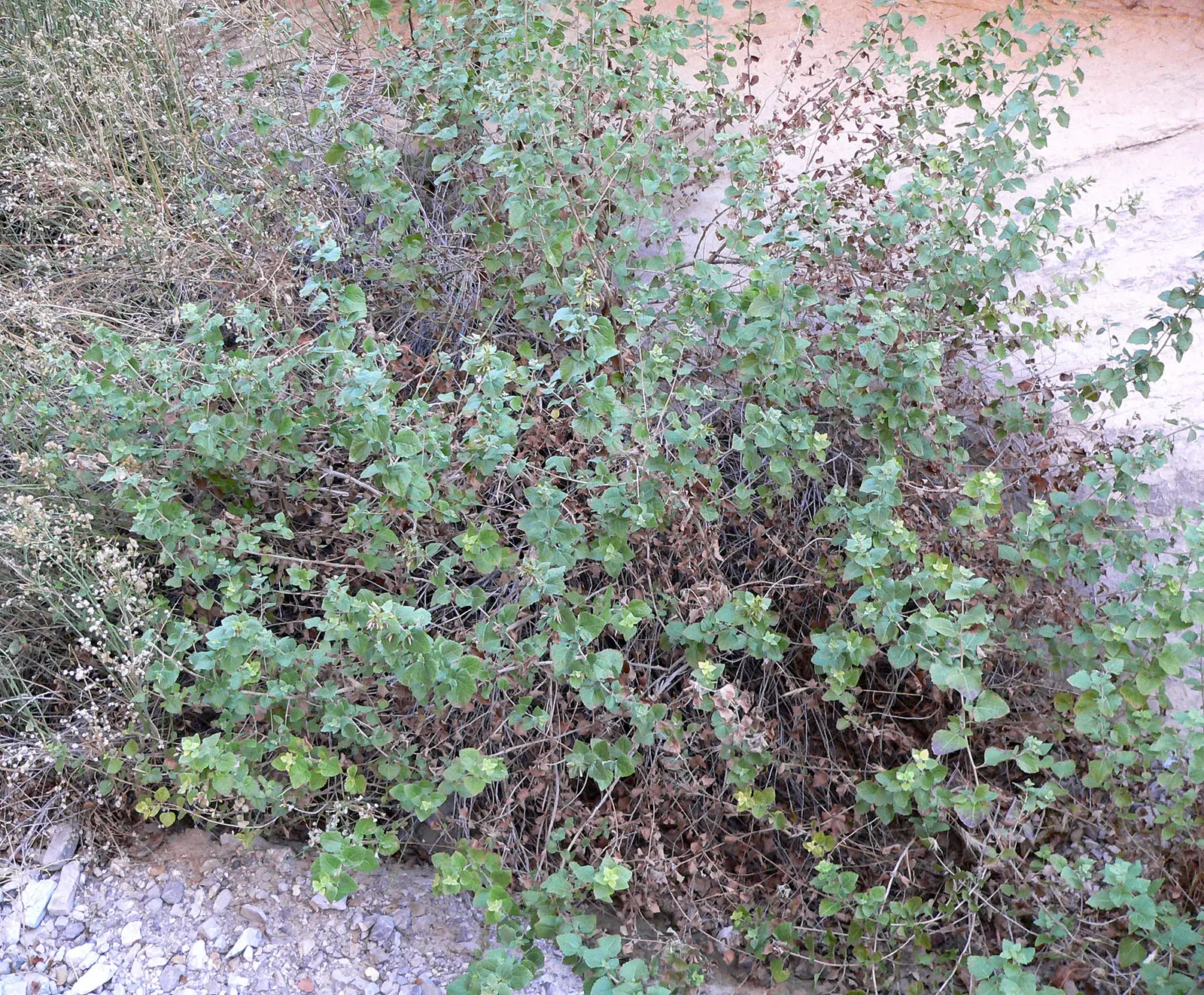Brickellbush. (Brickellia Californica) — which are typically 1 to 3 inches long