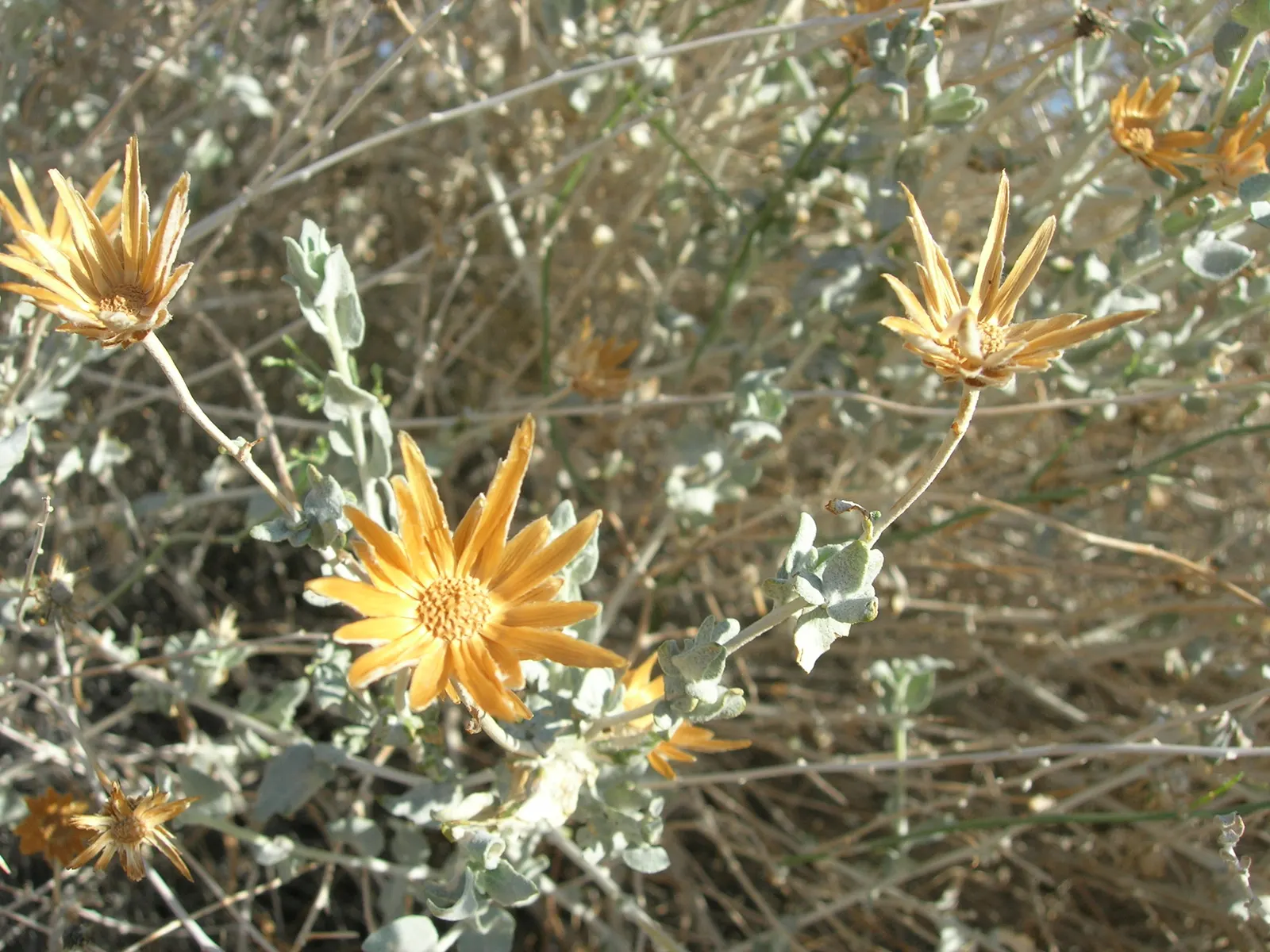 Brickellbush. (Brickellia Californica) — leveraging its flexible size which ranges from 2 to 4 feet in height and 2 to 3 feet in width; drought-tolerant once