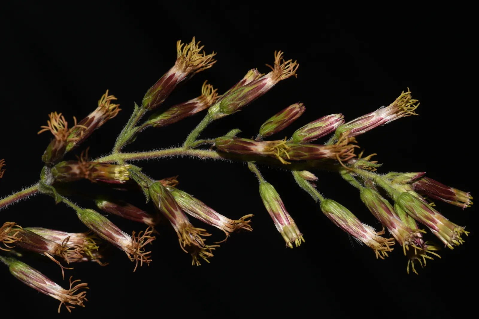 Brickellbush. (Brickellia Californica) — This hardy plant stands between 2 to 4 feet tall, boasting lush, olive-green leaves; a member of the Asteraceae family