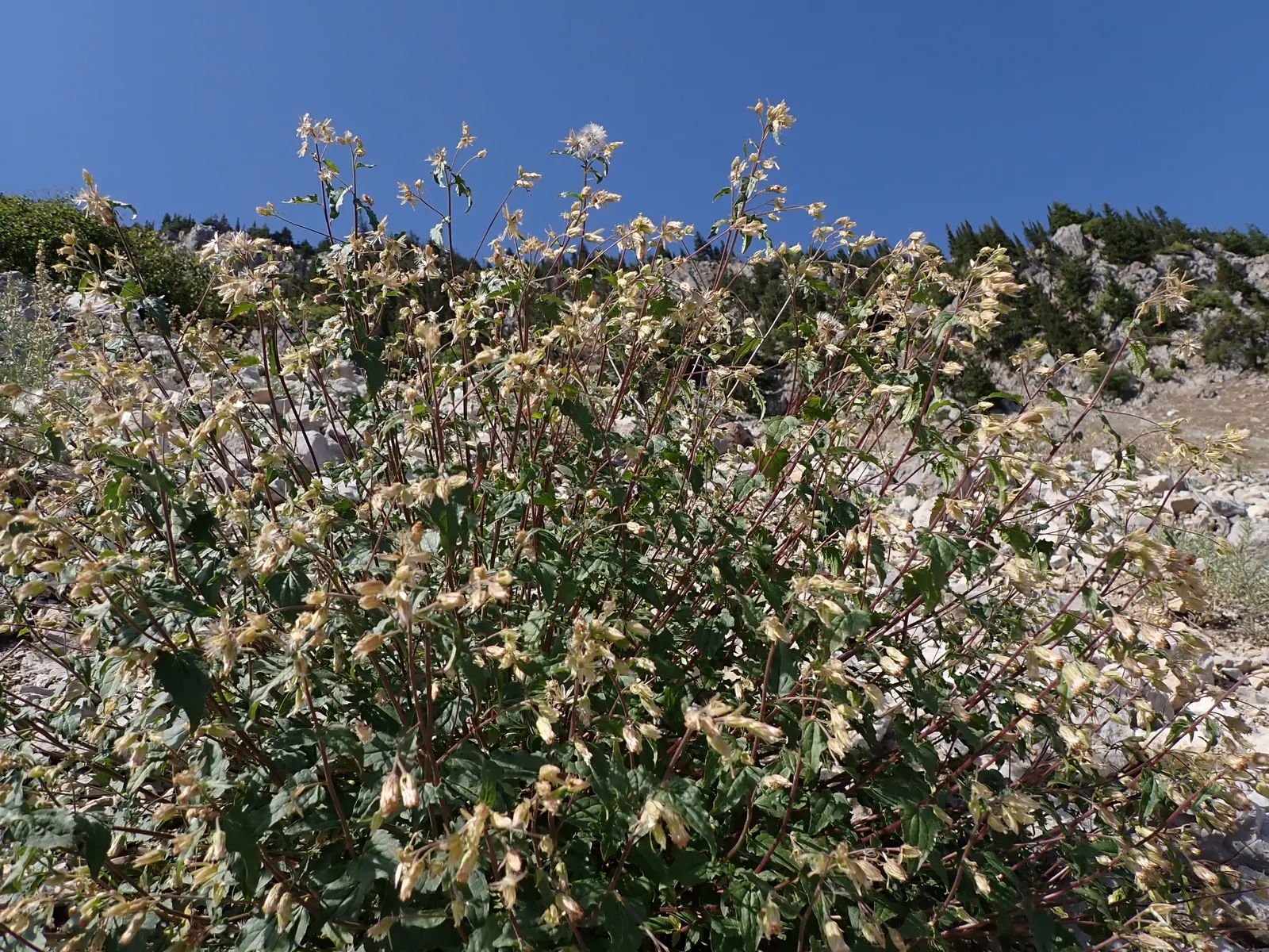 Brickellbush. (Brickellia Californica) — A member of the Asteraceae family; leveraging its flexible size which ranges from 2 to 4 feet in height and 2 to 3