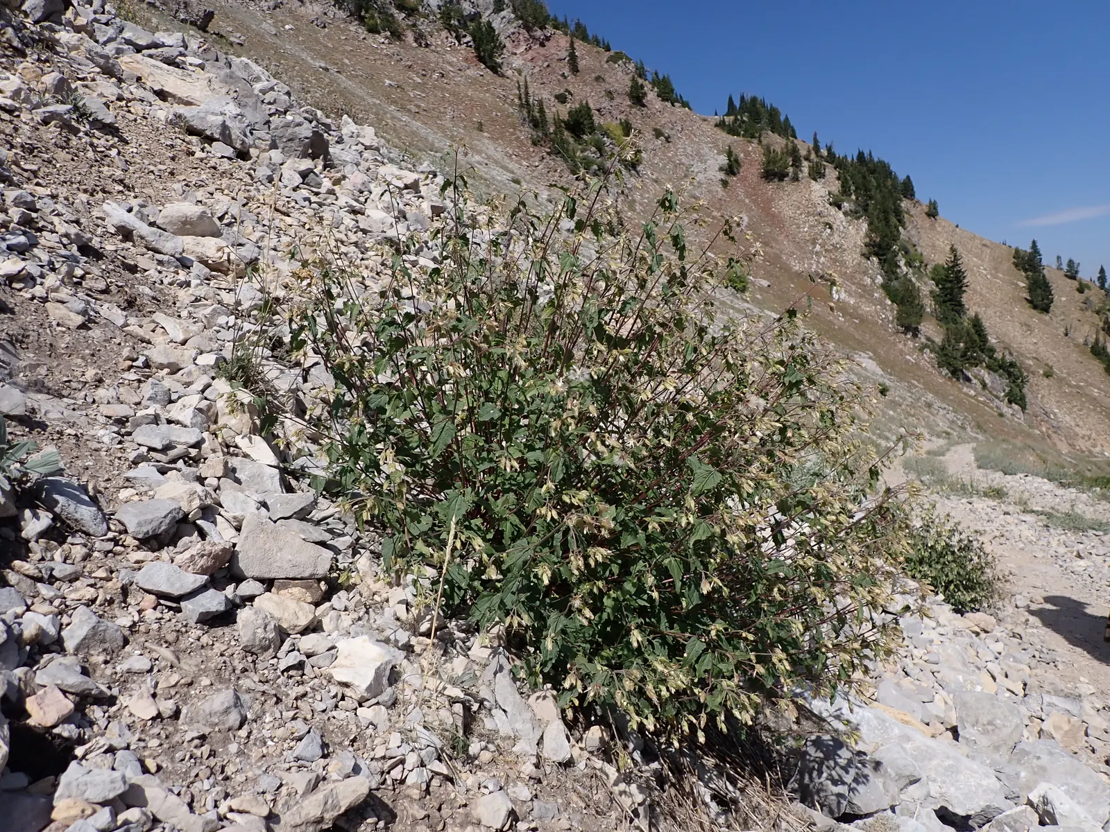 Brickellbush. (Brickellia Californica) — scientifically known as Brickellia californica; rocky slopes and canyon walls
