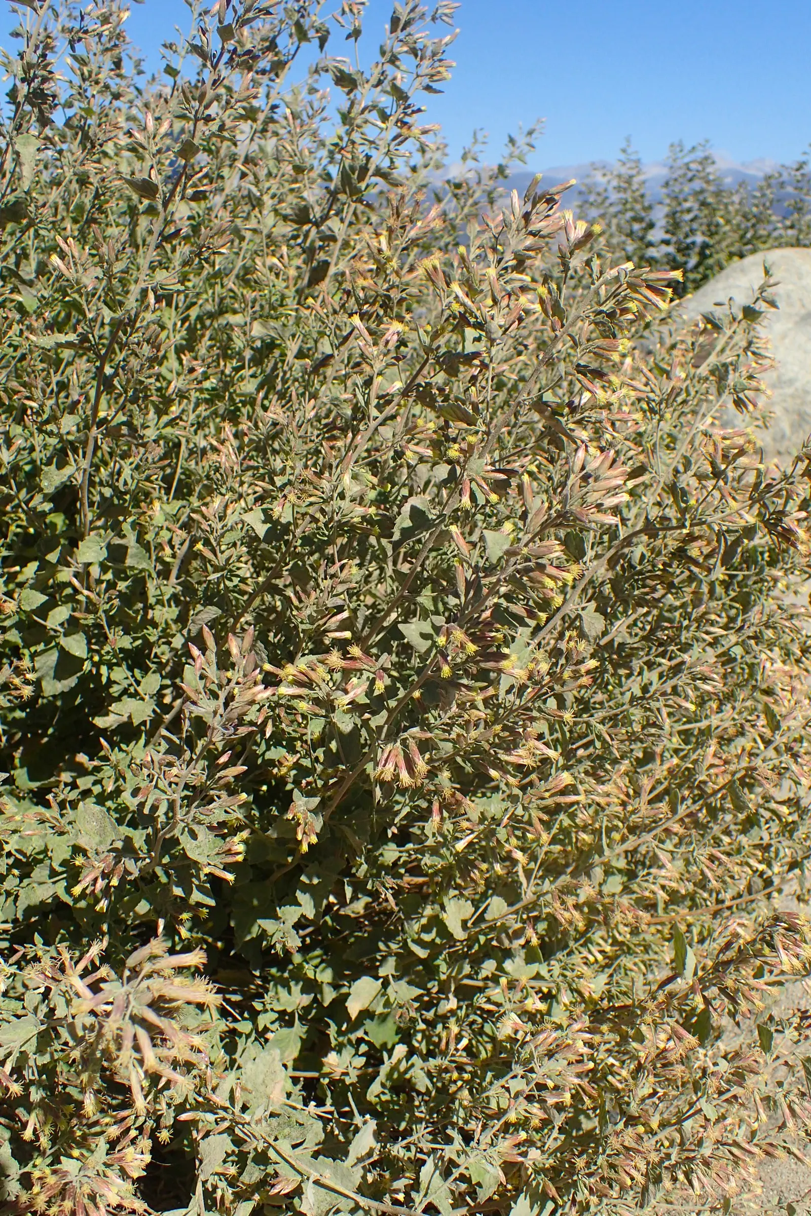 Brickellbush. (Brickellia Californica) — it's important to know that Brickellbush is a low-maintenance choice
