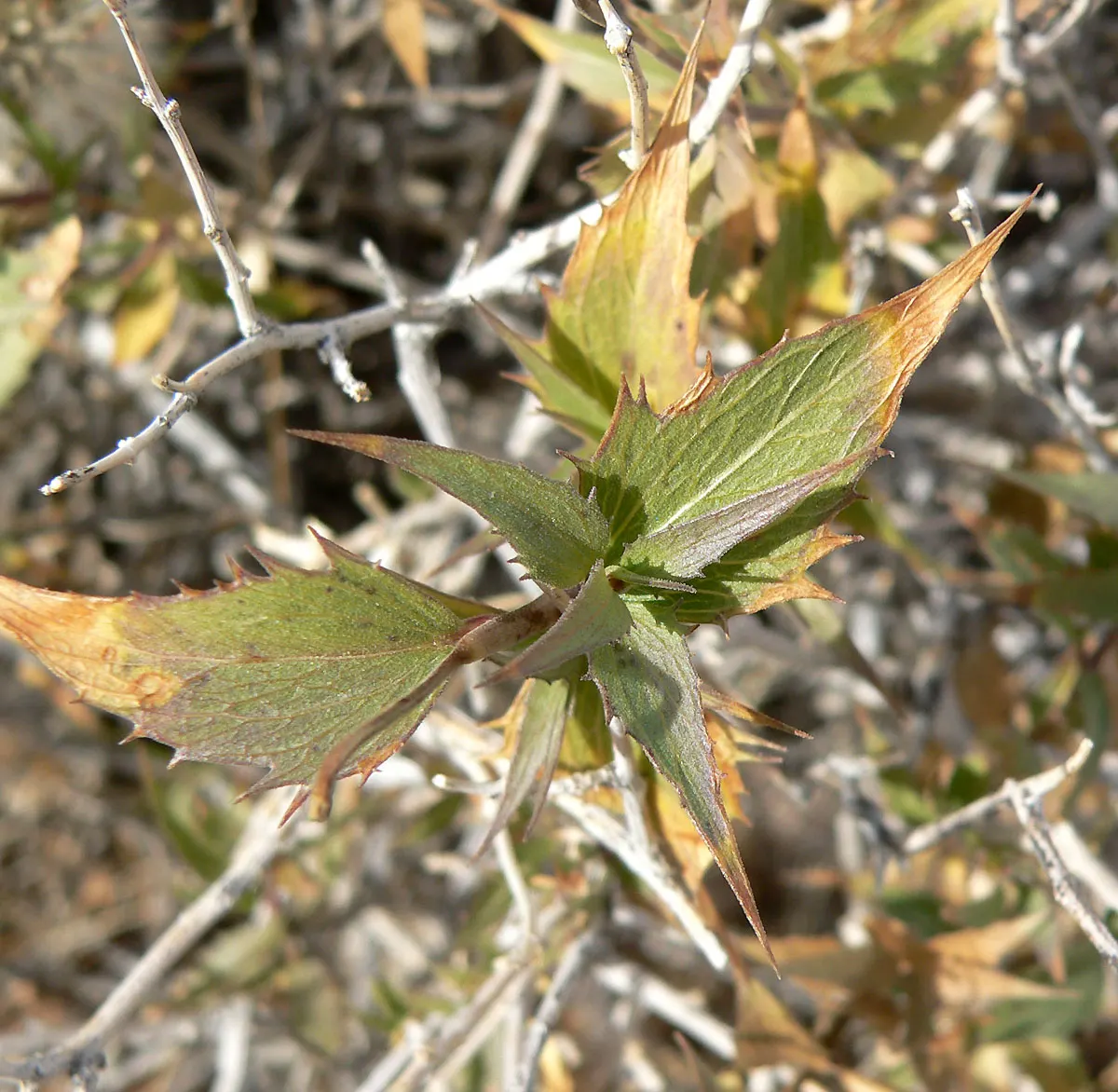 Brickellbush. (Brickellia Californica) — Late summer to fall, it provides visual interest with clusters of small, compact flower heads; attracting pollinators