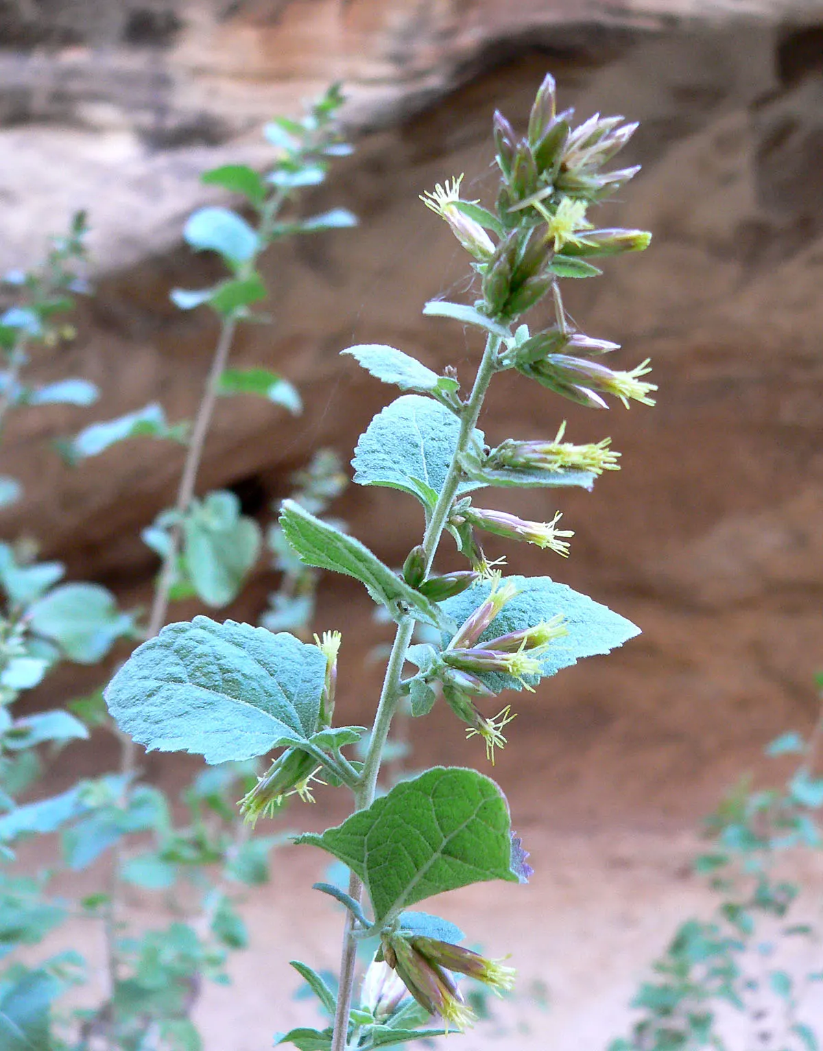 Brickellbush. (Brickellia Californica) — less conspicuous but equally charming