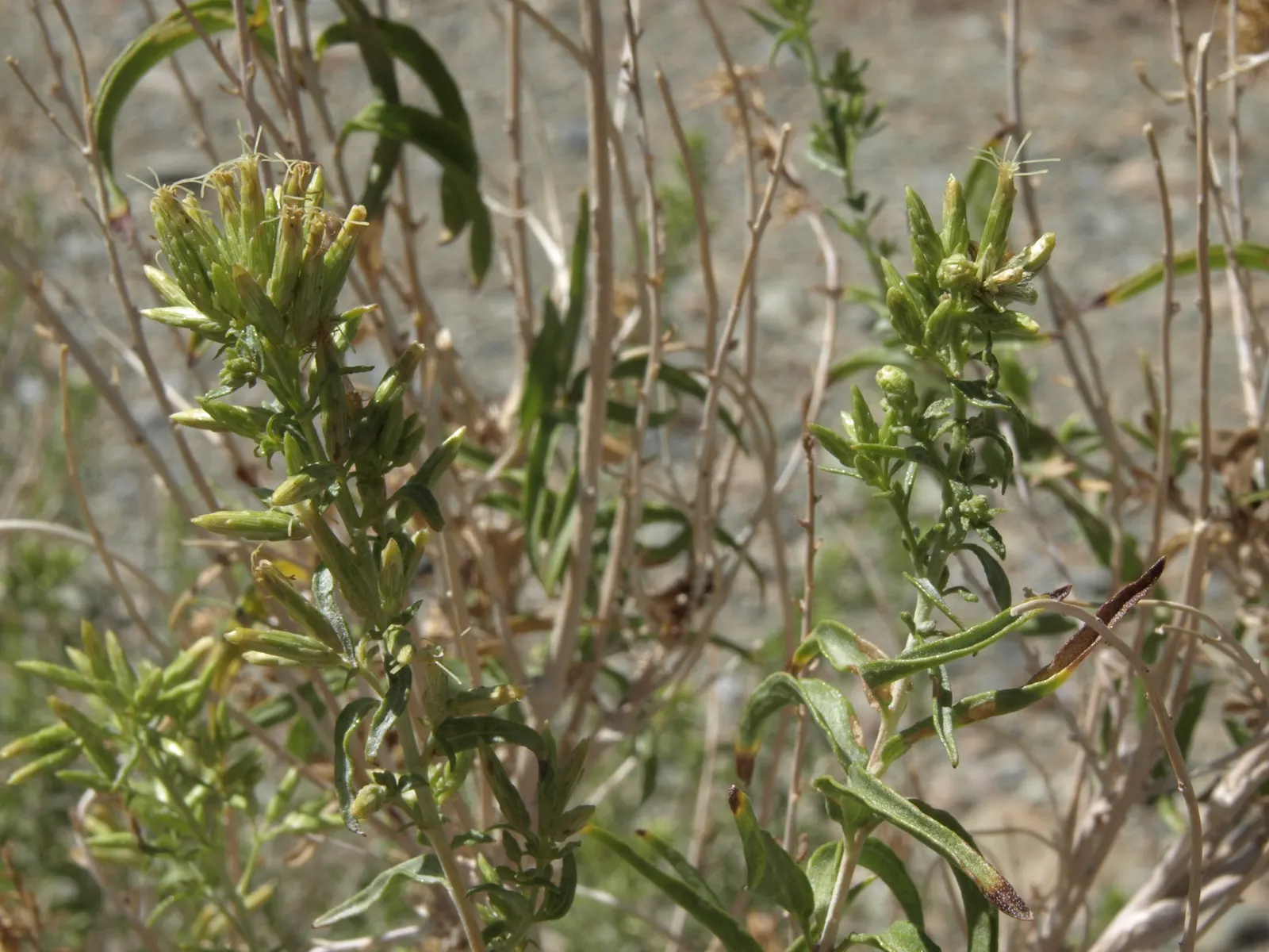 Brickellbush. (Brickellia Californica) — Brickellbush (Brickellia californica) is a charming shrub native to southwestern U.S; ideal for xeriscaping, it