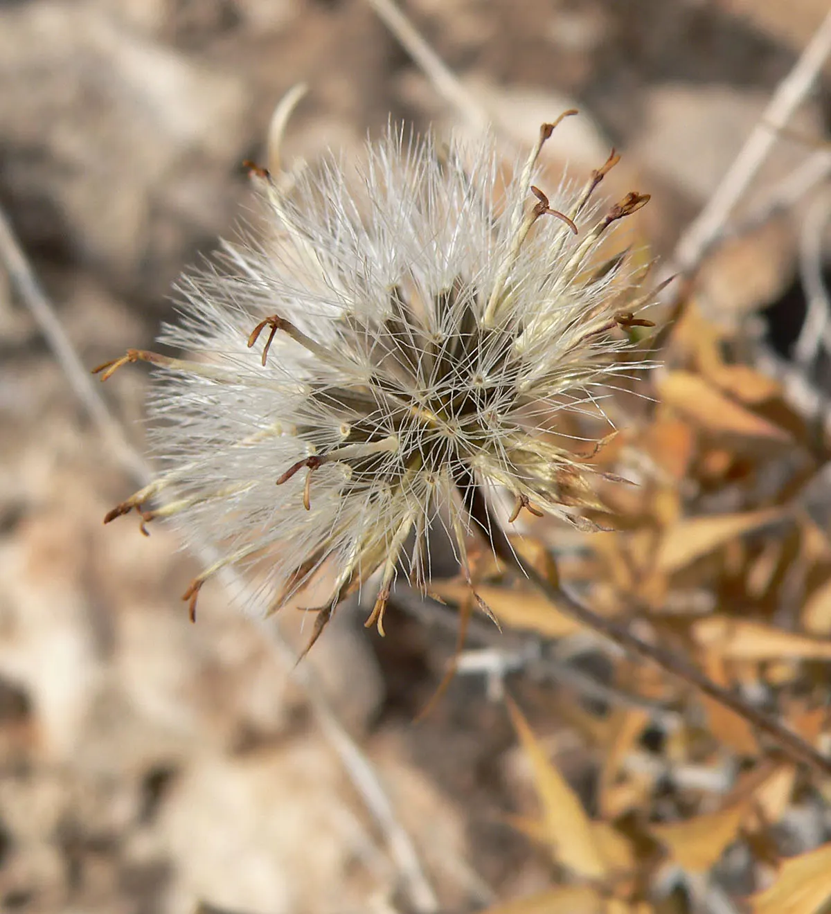 Brickellbush. (Brickellia Californica) — thriving in well-drained soil conditions and proving to be quite drought-tolerant once established; often found