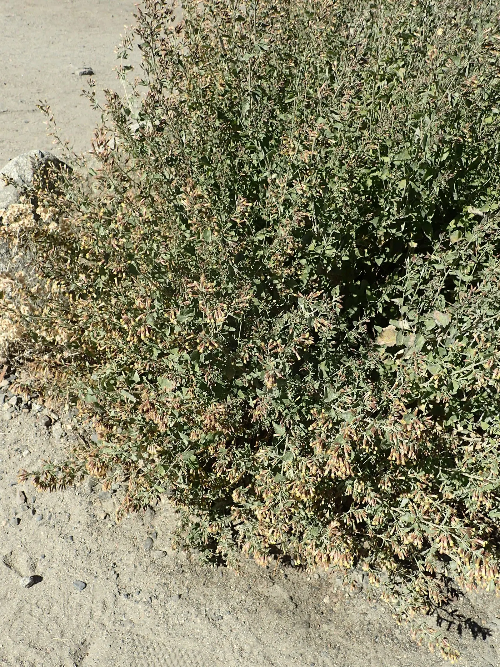 Brickellbush. (Brickellia Californica) — which reduces the need for frequent watering and care