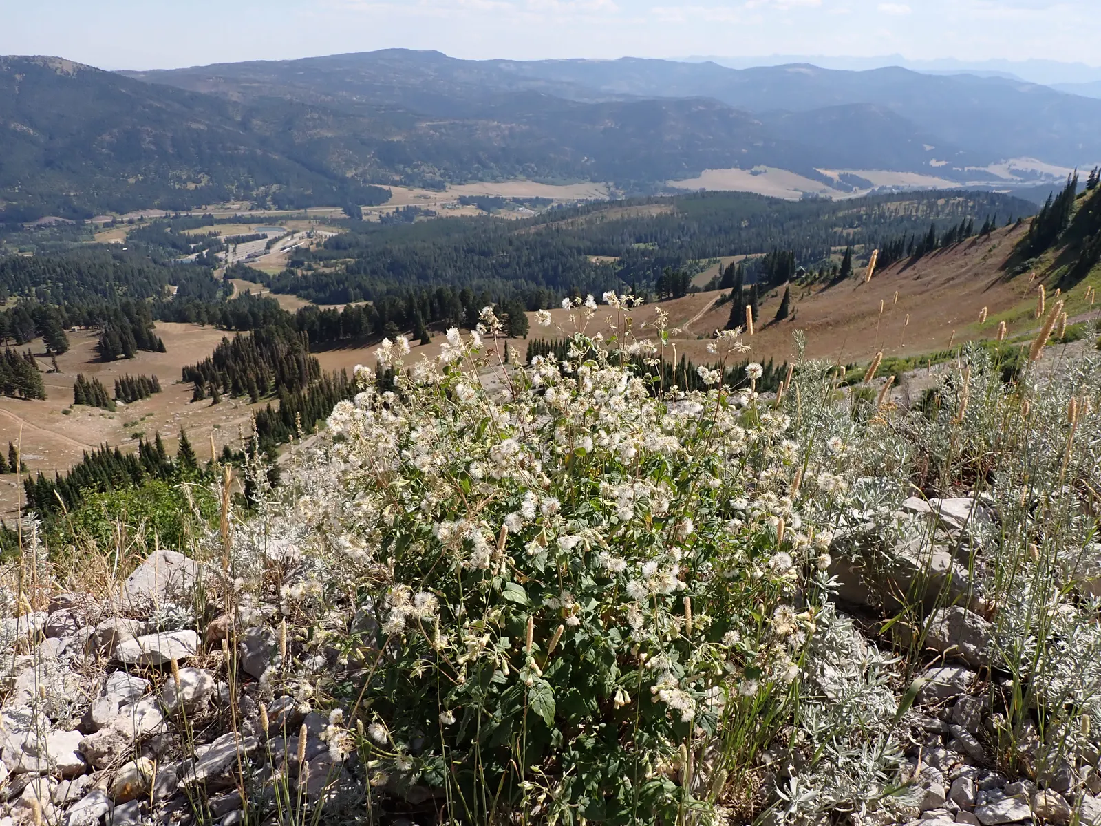 Brickellbush. (Brickellia Californica) — shrub for full