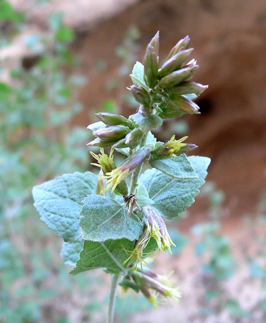 Brickellbush. (Brickellia Californica) — Late summer to fall, it provides visual interest with clusters of small, compact flower heads