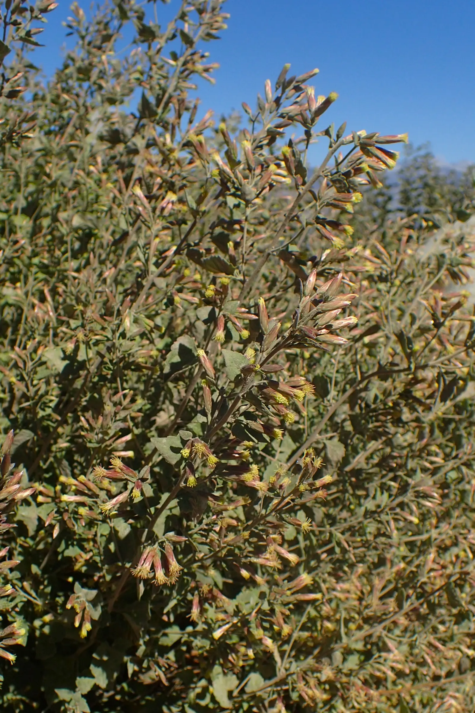 Brickellbush. (Brickellia Californica) — emulating its natural arid environment