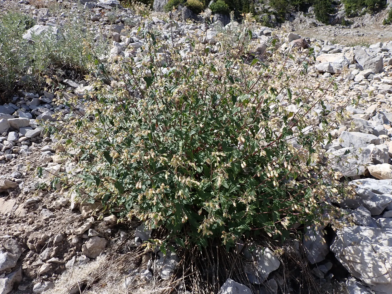 Brickellbush. (Brickellia Californica) — especially butterflies.<br><br>In your landscape design; with purplish bracts adding a hint of color.<br><br>For the