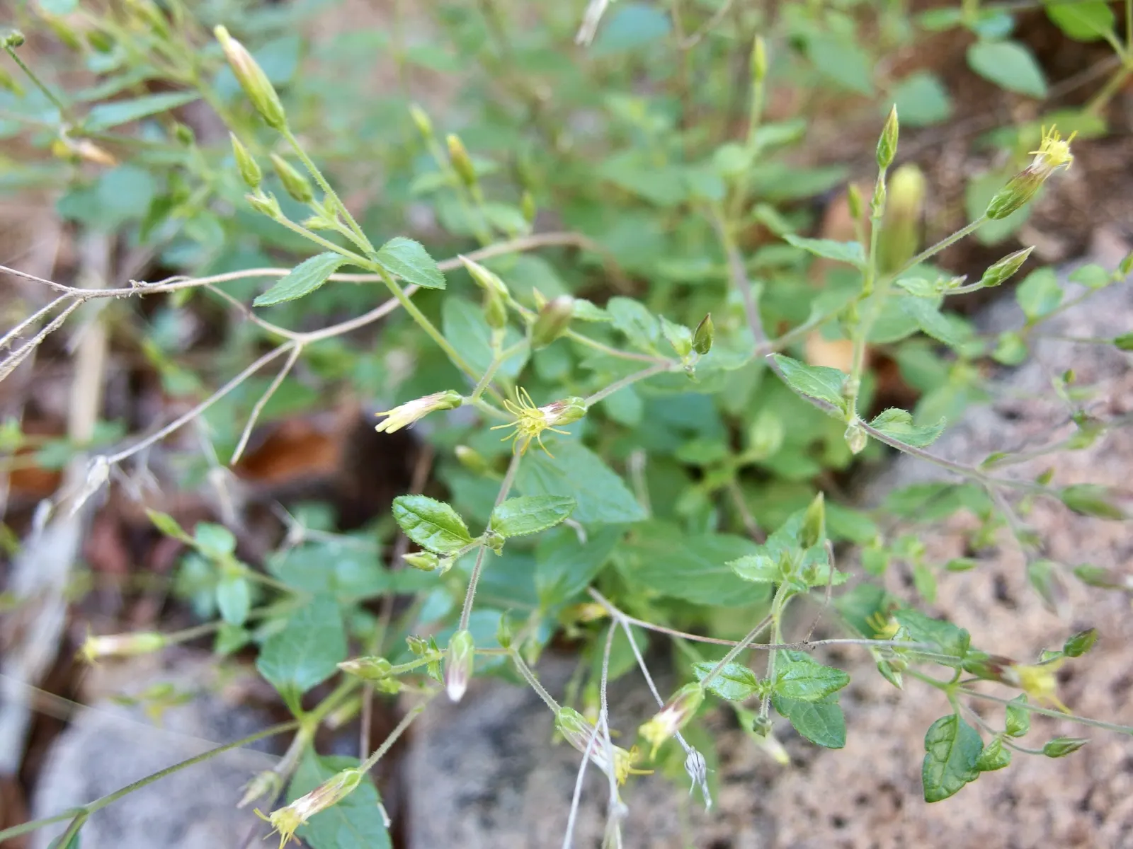 Brickellbush. (Brickellia Californica) — rocky slopes and canyon walls