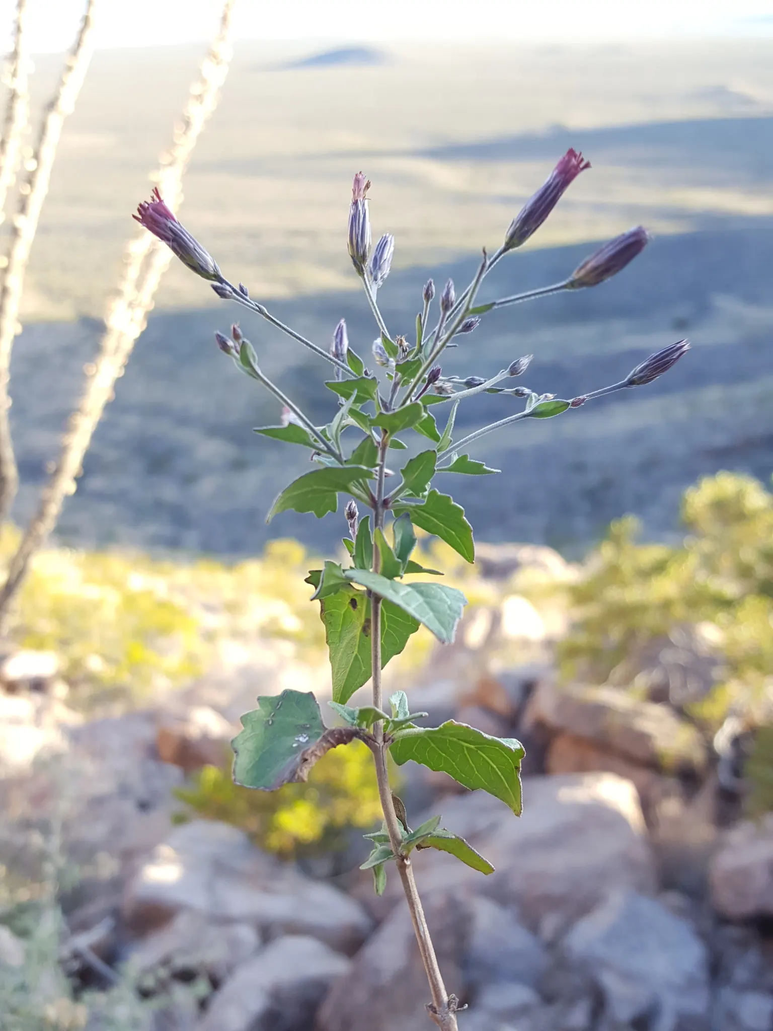 Brickellbush. (Brickellia Californica) — yellow flowers in the garden; consider placing Brickellbush in an area that receives full to partial sun