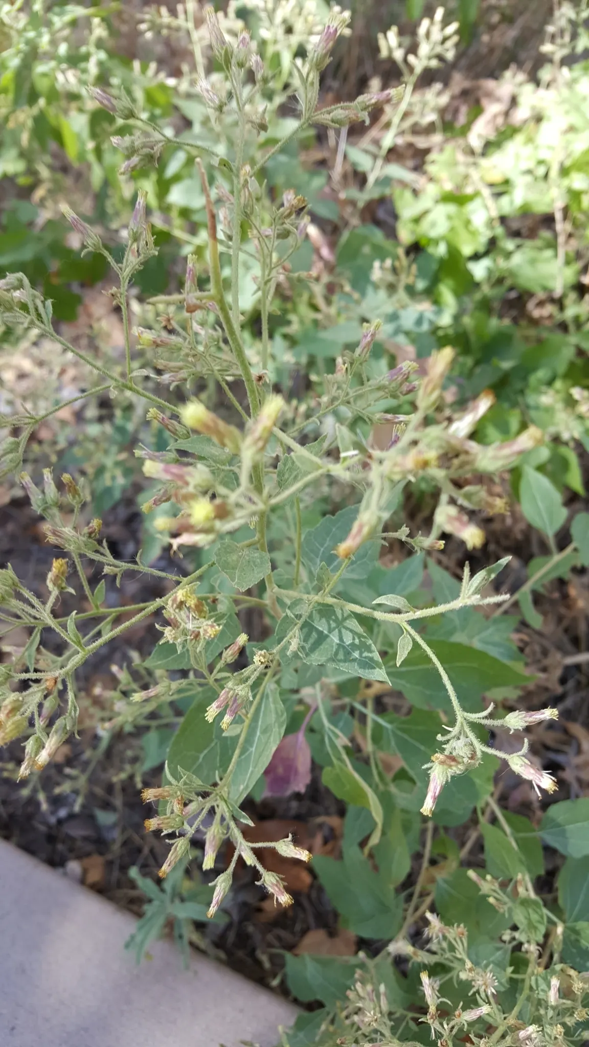 Brickellbush. (Brickellia Californica) — leveraging its flexible size which ranges from 2 to 4 feet in height and 2 to 3 feet in width, image 74