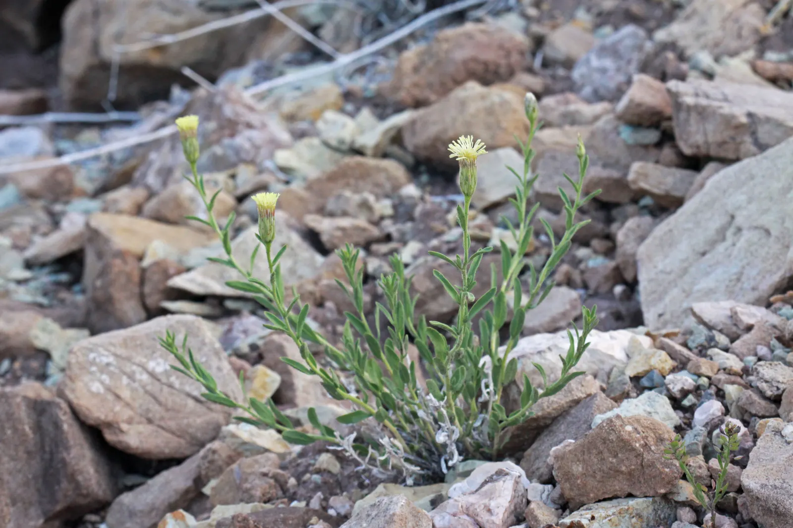 Brickellbush. (Brickellia Californica) — is a perennial shrub native to the southwestern United States; which are typically 1 to 3 inches long, image 67