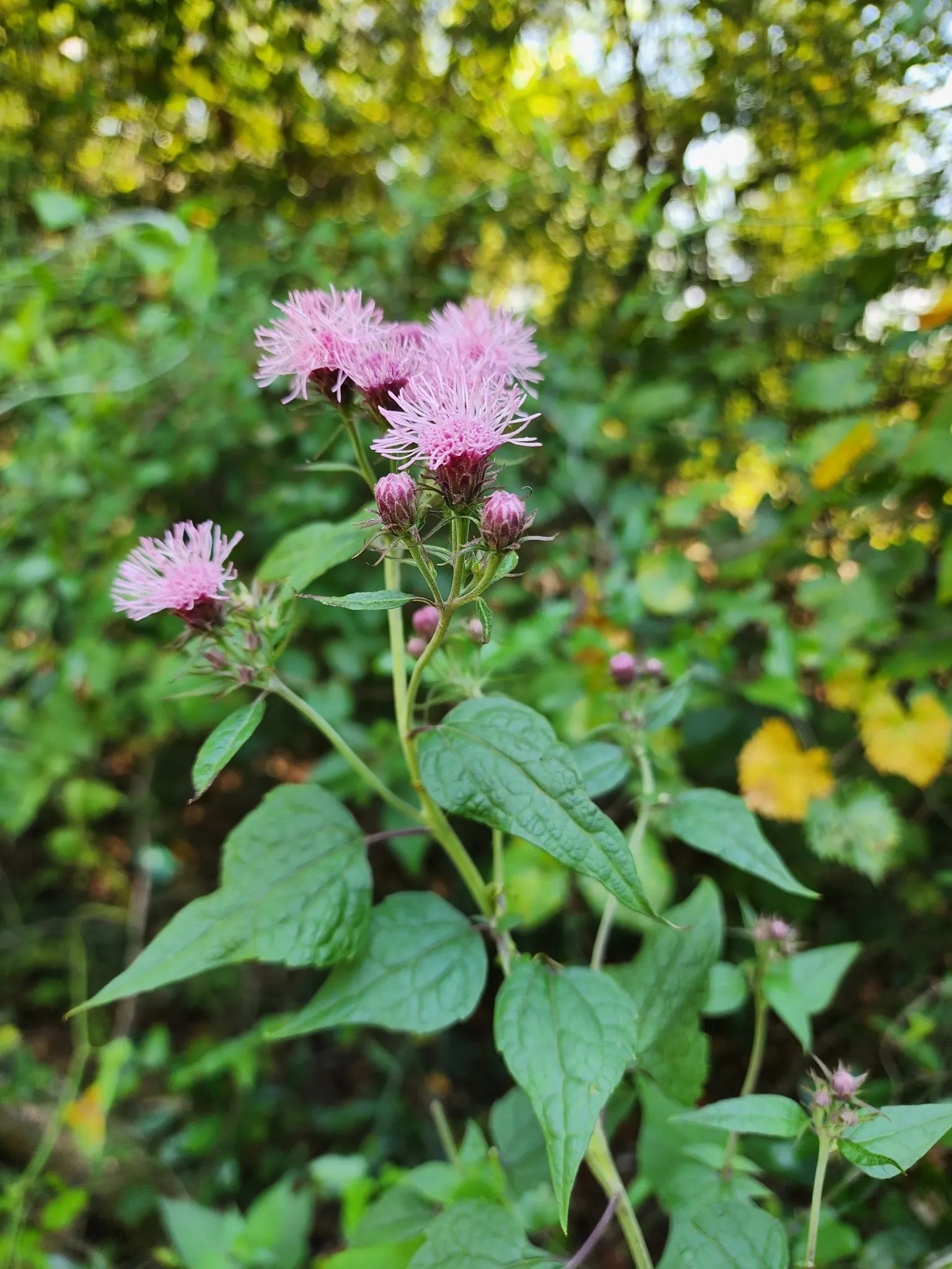Brickellbush. (Brickellia Californica) — Late summer to fall, it provides visual interest with clusters of small, compact flower heads; attracting, image 78