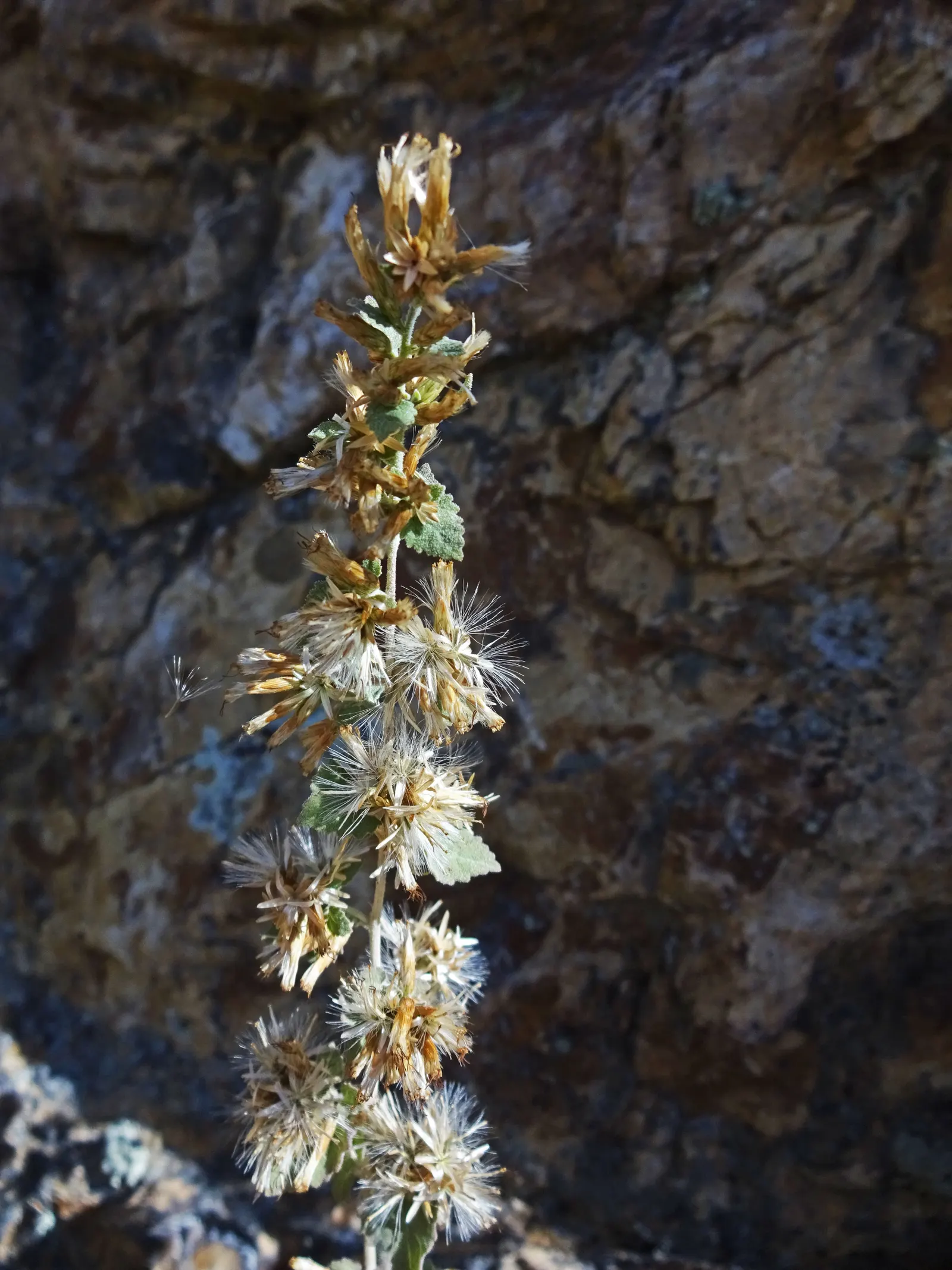 Brickellbush. (Brickellia Californica) — especially butterflies.<br><br>In your landscape design; with purplish bracts adding a hint of, image 72