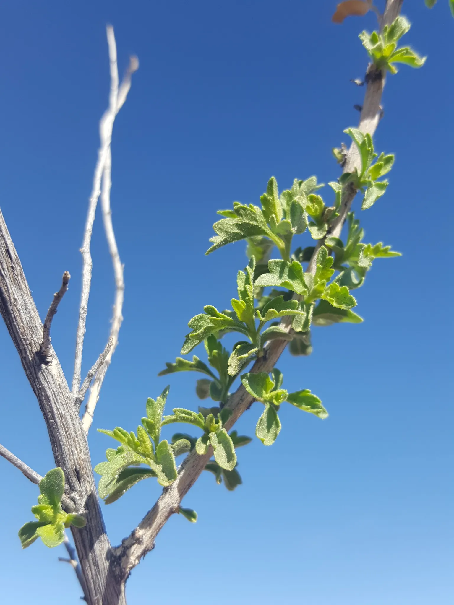 Brickellbush. (Brickellia Californica) — which reduces the need for frequent watering and care; shrub with yellow blooms