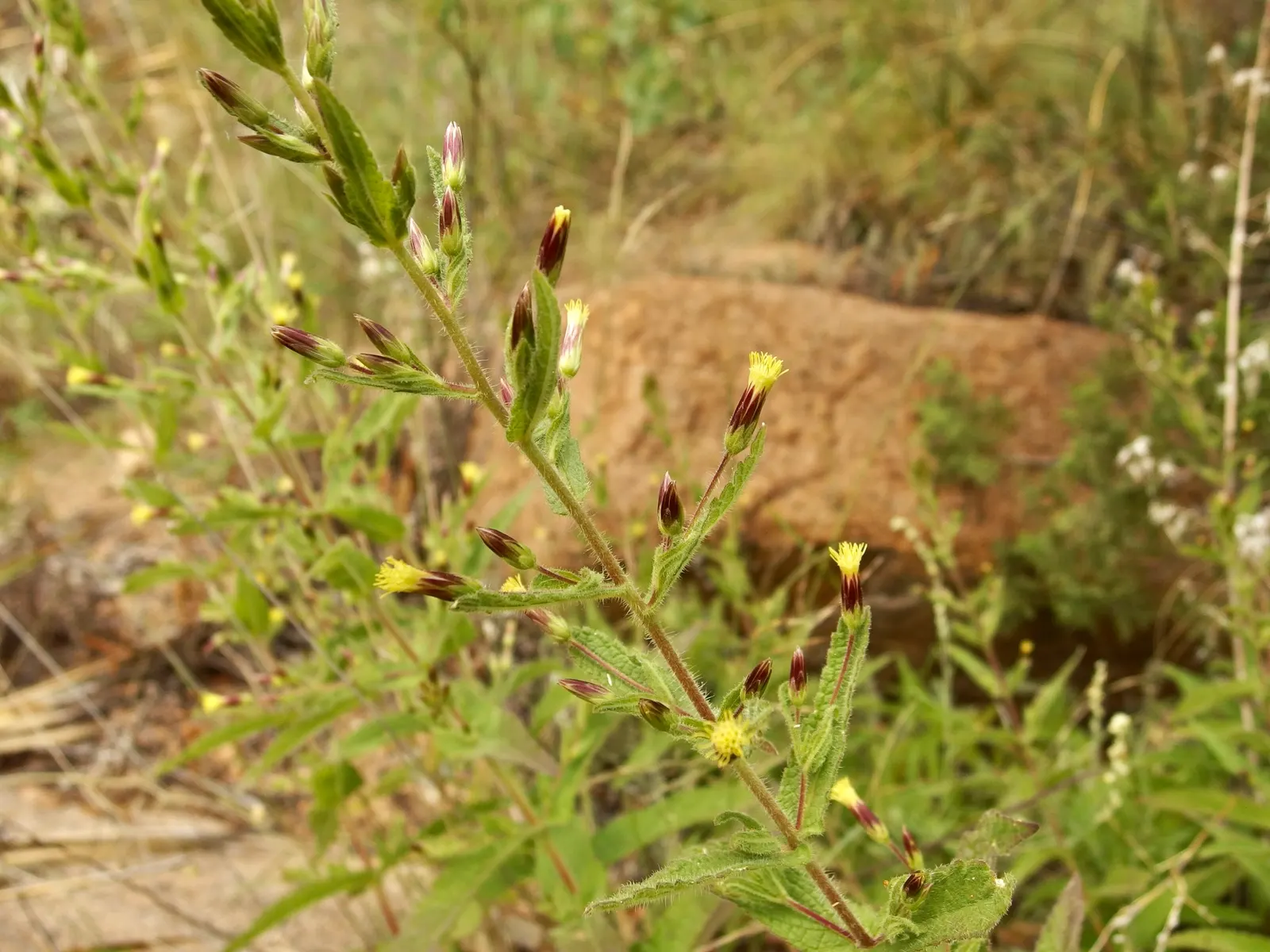 Brickellbush. (Brickellia Californica) — consider placing Brickellbush in an area that receives full to partial sun