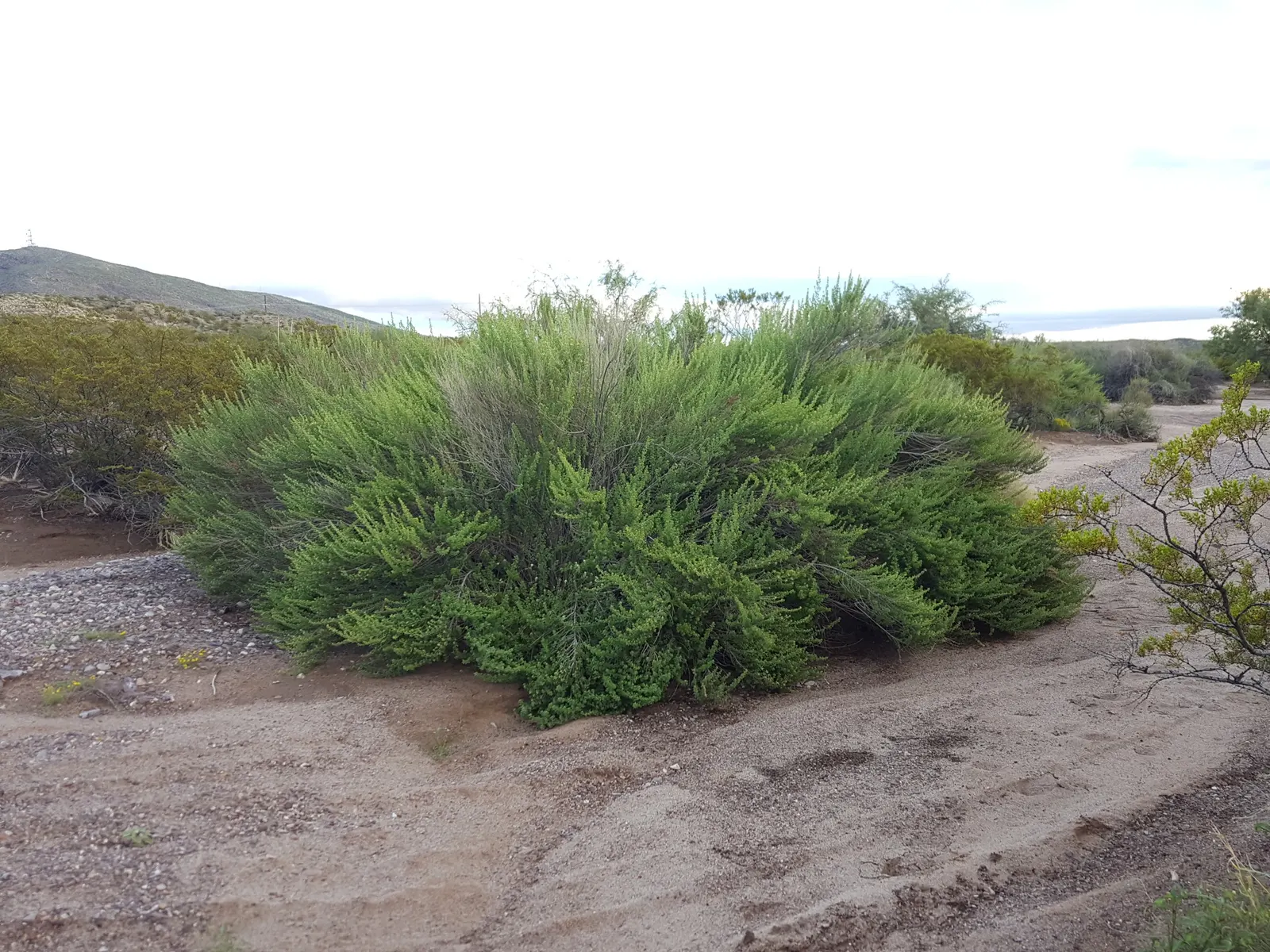 Brickellbush. (Brickellia Californica) — Ideal for xeriscaping, it thrives in well-drained soils and full sun to partial shade; emulating its, image 64