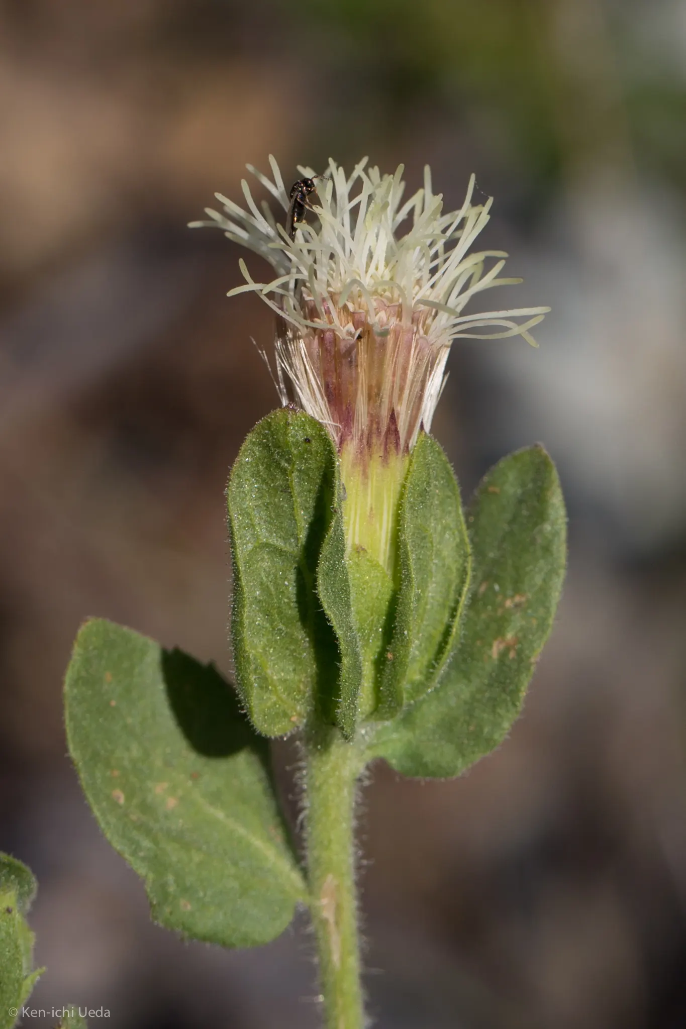Brickellbush. (Brickellia Californica) — exuding a green-grey hue with a rough texture; which reduces the need for frequent watering and care, image 77