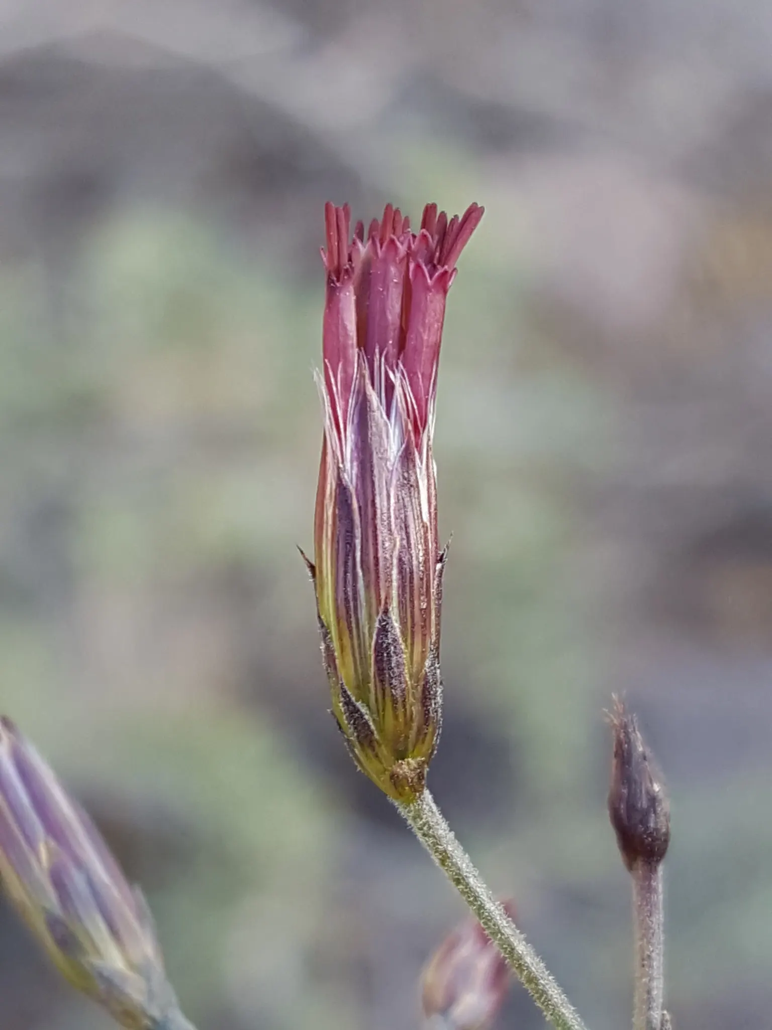 Brickellbush. (Brickellia Californica) — contributing to a diverse; scientifically known as Brickellia californica