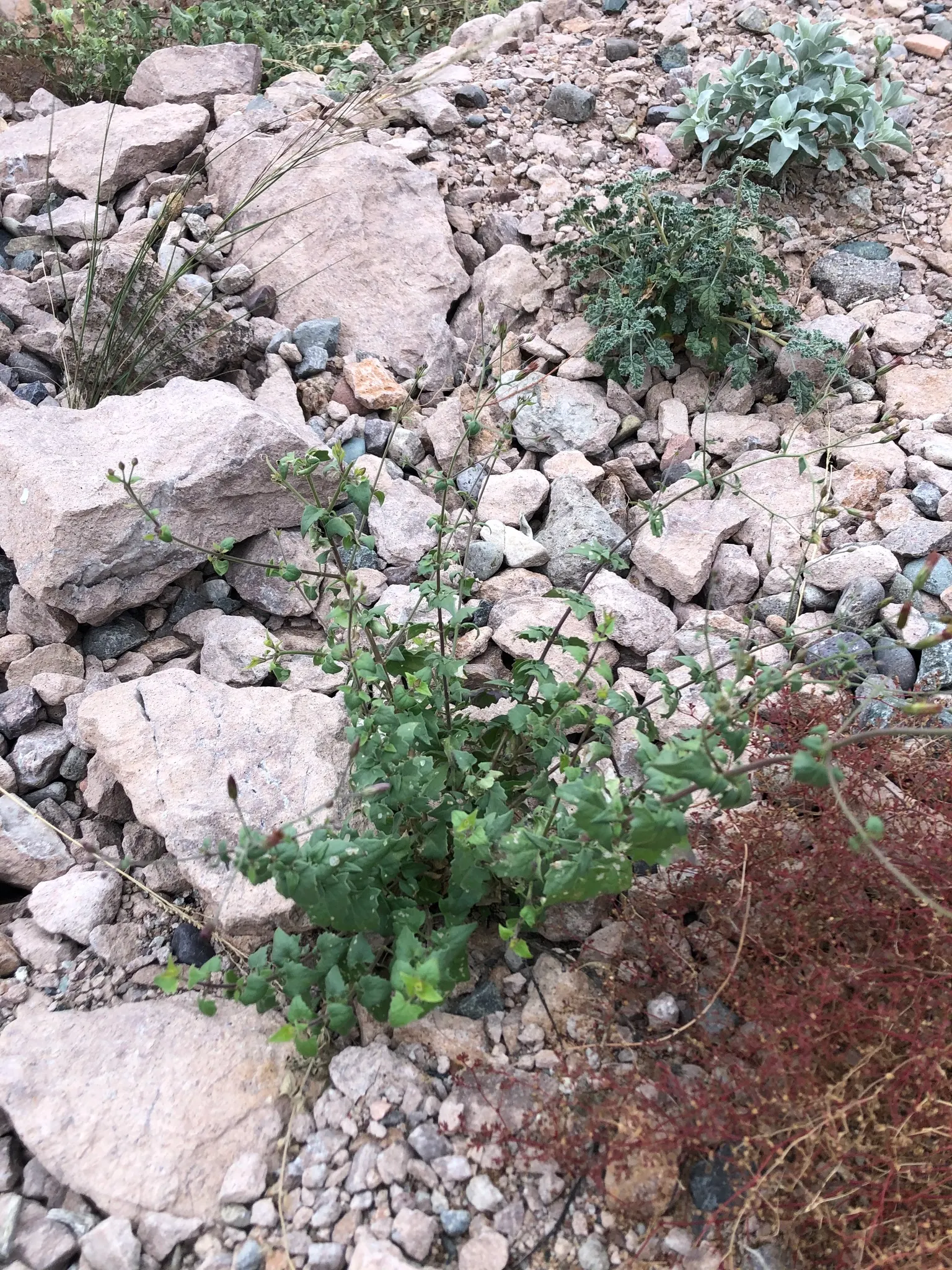 Brickellbush. (Brickellia Californica) — especially butterflies.<br><br>In your landscape design