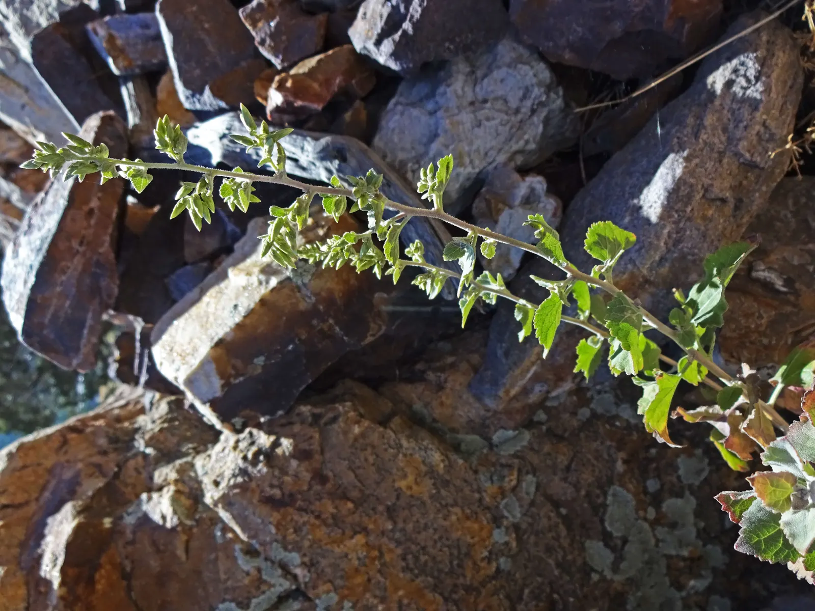 Brickellbush. (Brickellia Californica) — exuding a green-grey hue with a rough texture