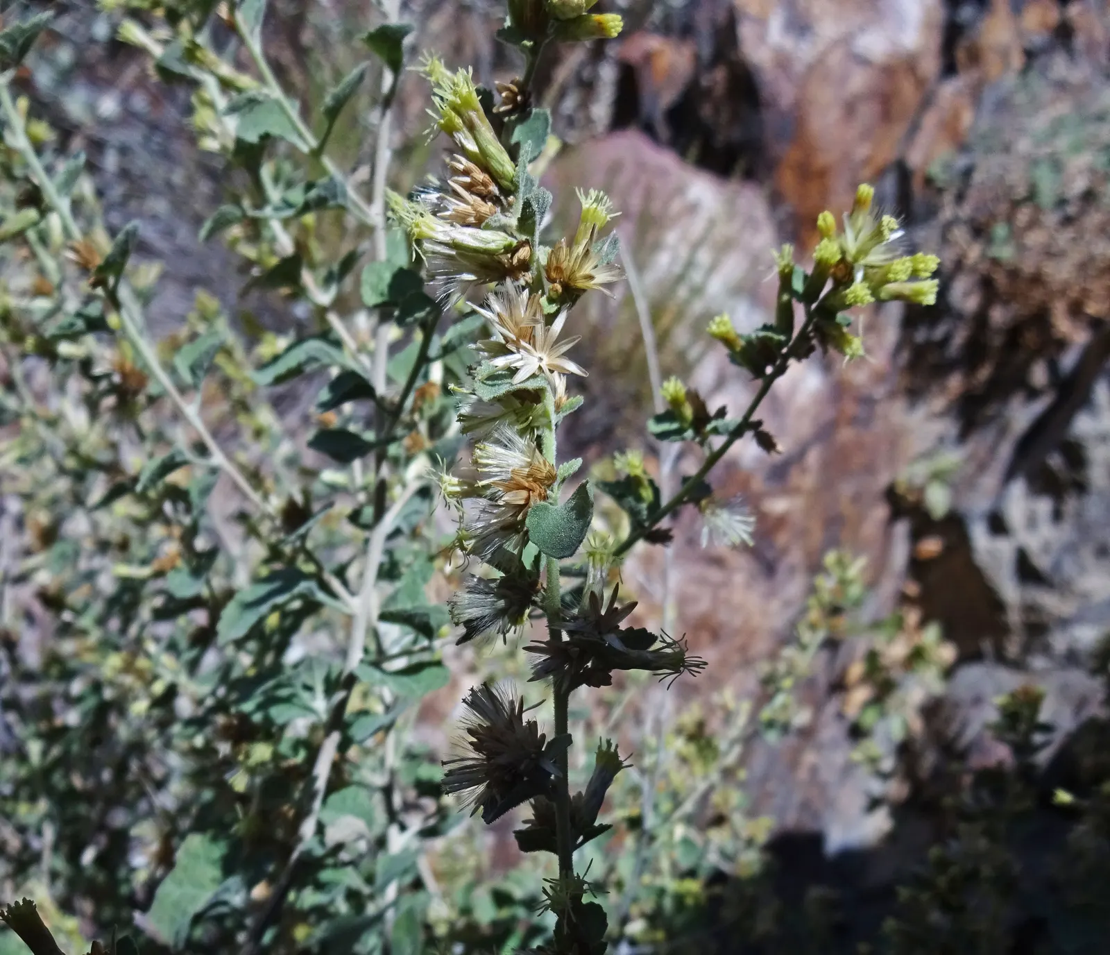 Brickellbush. (Brickellia Californica) — consider placing Brickellbush in an area that receives full to partial sun; yellow flowers in the garden, image 73