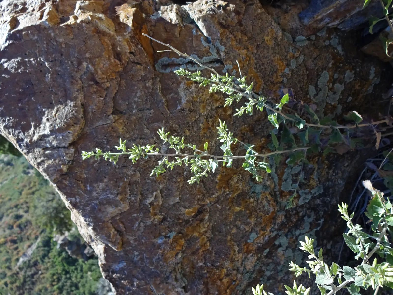 Brickellbush. (Brickellia Californica) — scientifically known as Brickellia californica; rocky slopes and canyon walls, image 66
