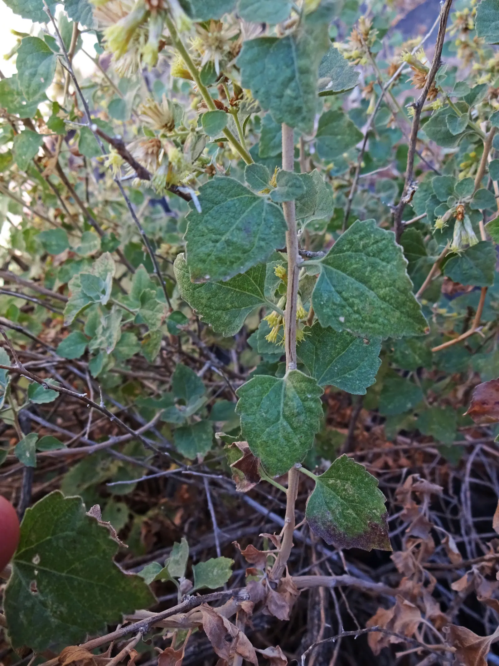 Brickellbush. (Brickellia Californica) — This hardy plant stands between 2 to 4 feet tall, boasting lush, olive-green leaves; a member of the, image 62