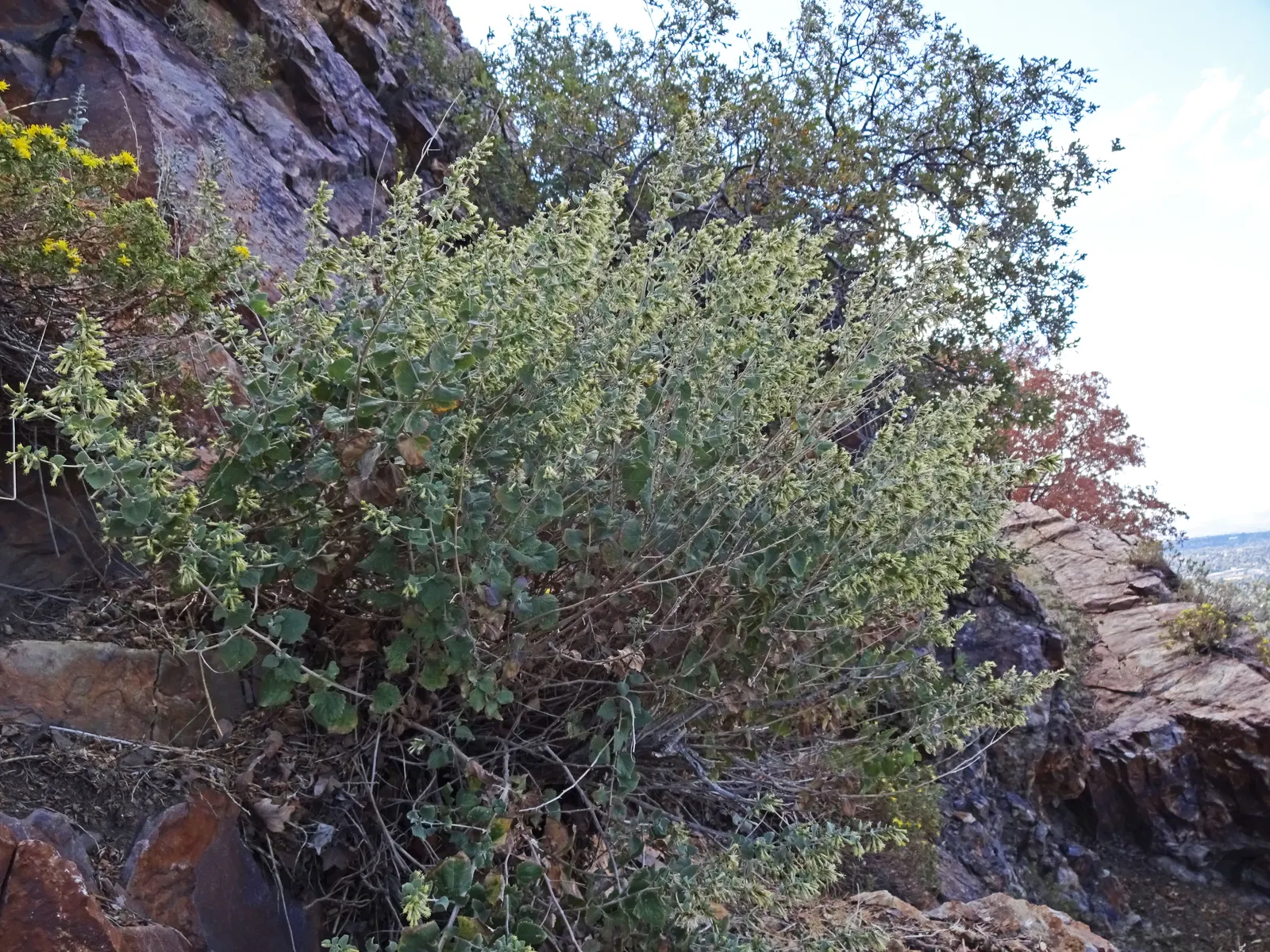 Brickellbush. (Brickellia Californica) — often found nestled in dry; thriving in well-drained soil conditions and proving to be quite, image 68