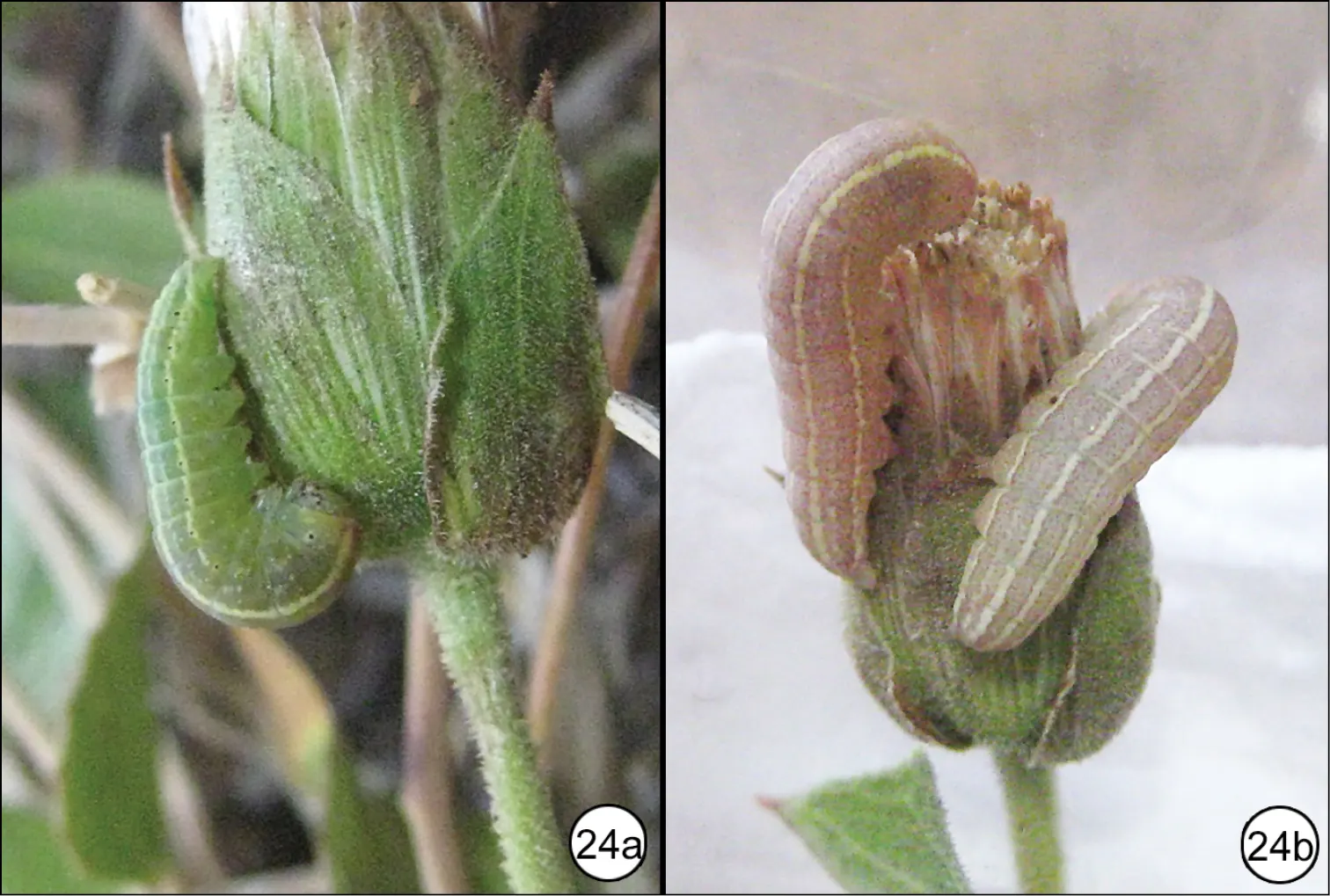 Brickellbush. (Brickellia Californica) — consist of tube-shaped florets that are a subtle green or yellow; exuding a green-grey hue with a rough, image 80