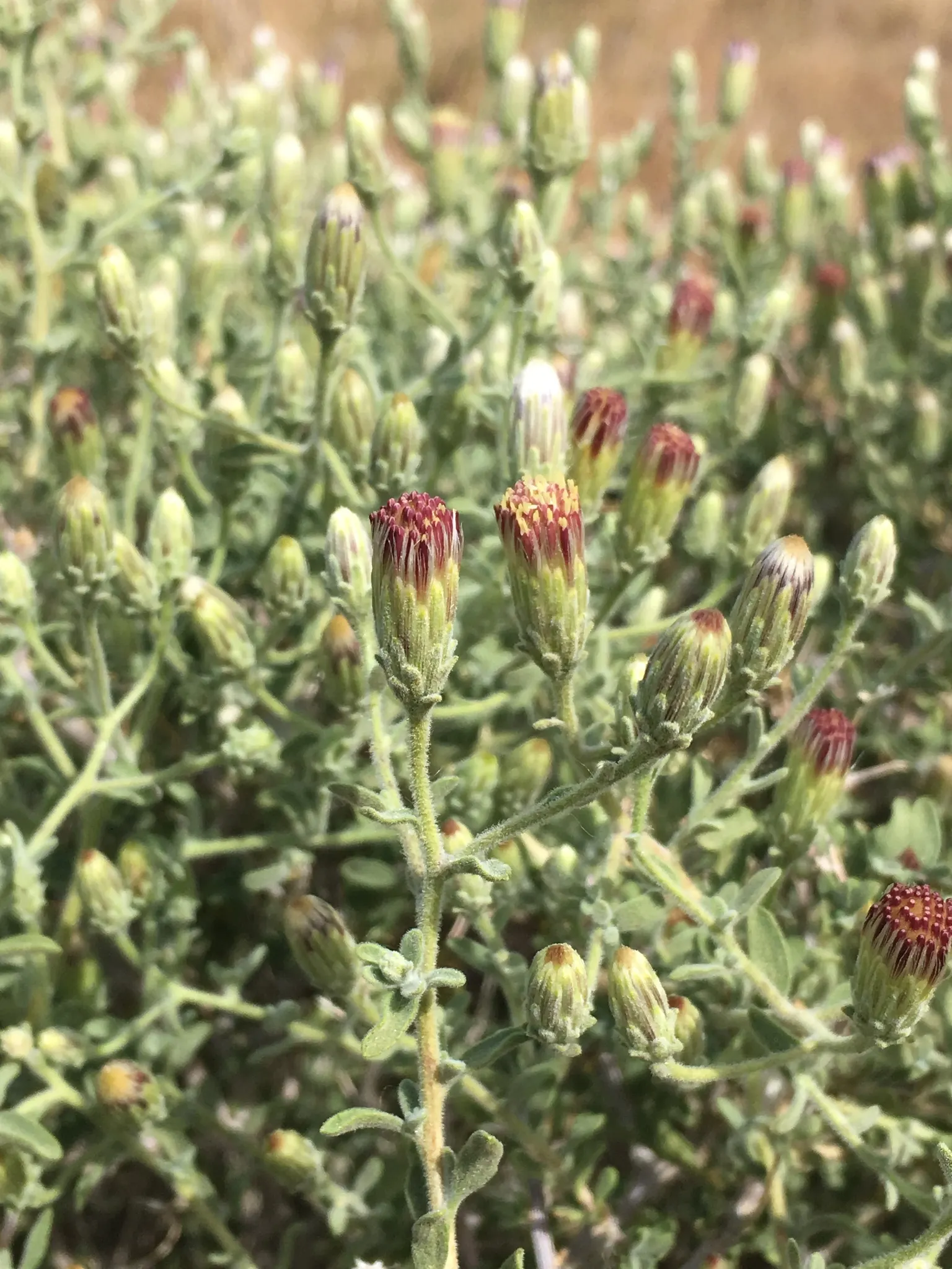 Brickellbush. (Brickellia Californica) — adding texture and variety to landscapes