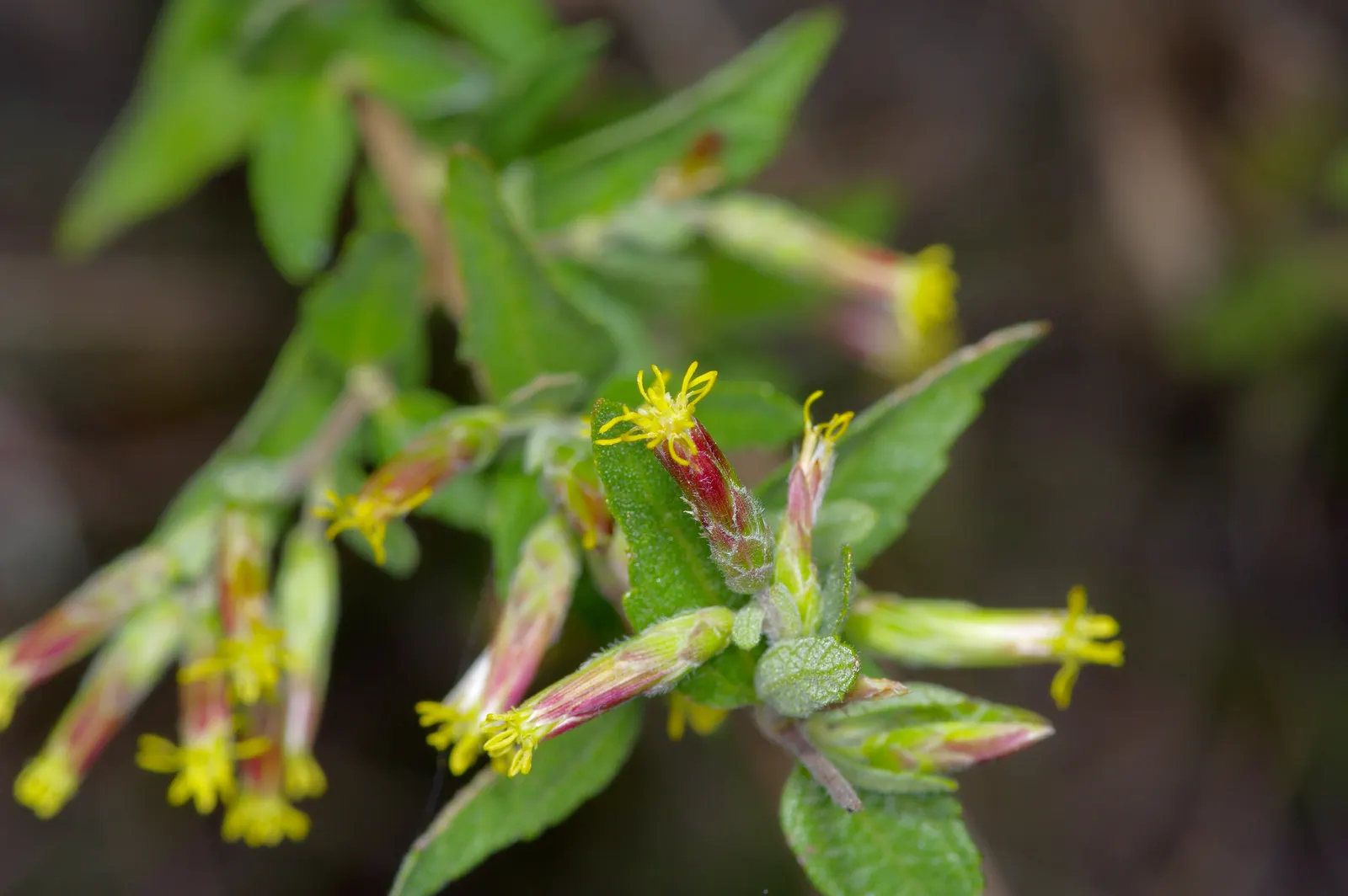 Brickellbush. (Brickellia Californica) — often found nestled in dry