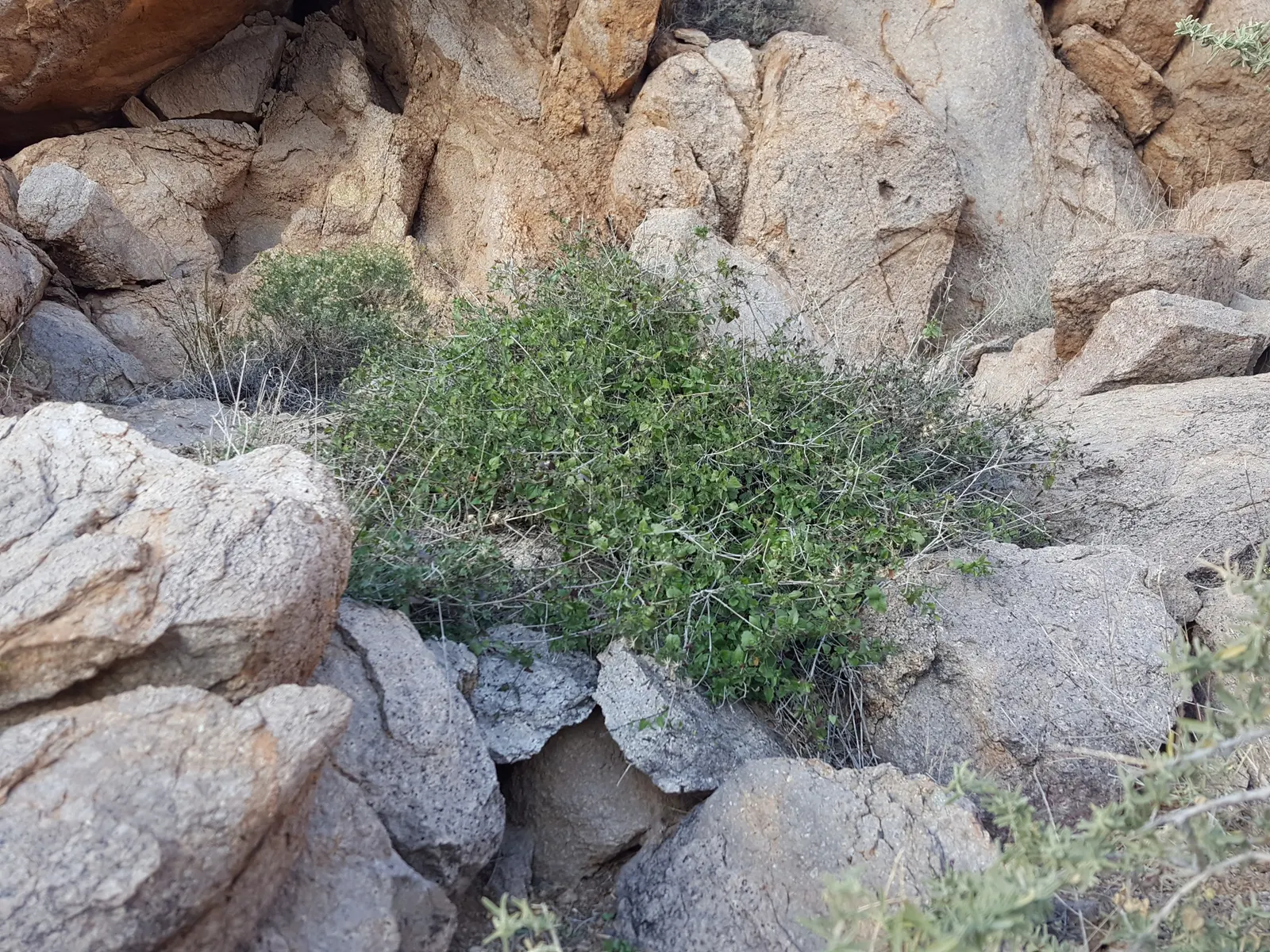 Brickellbush. (Brickellia Californica) — attracting pollinators like butterflies; late summer to fall, it provides visual interest with clusters of, image 63