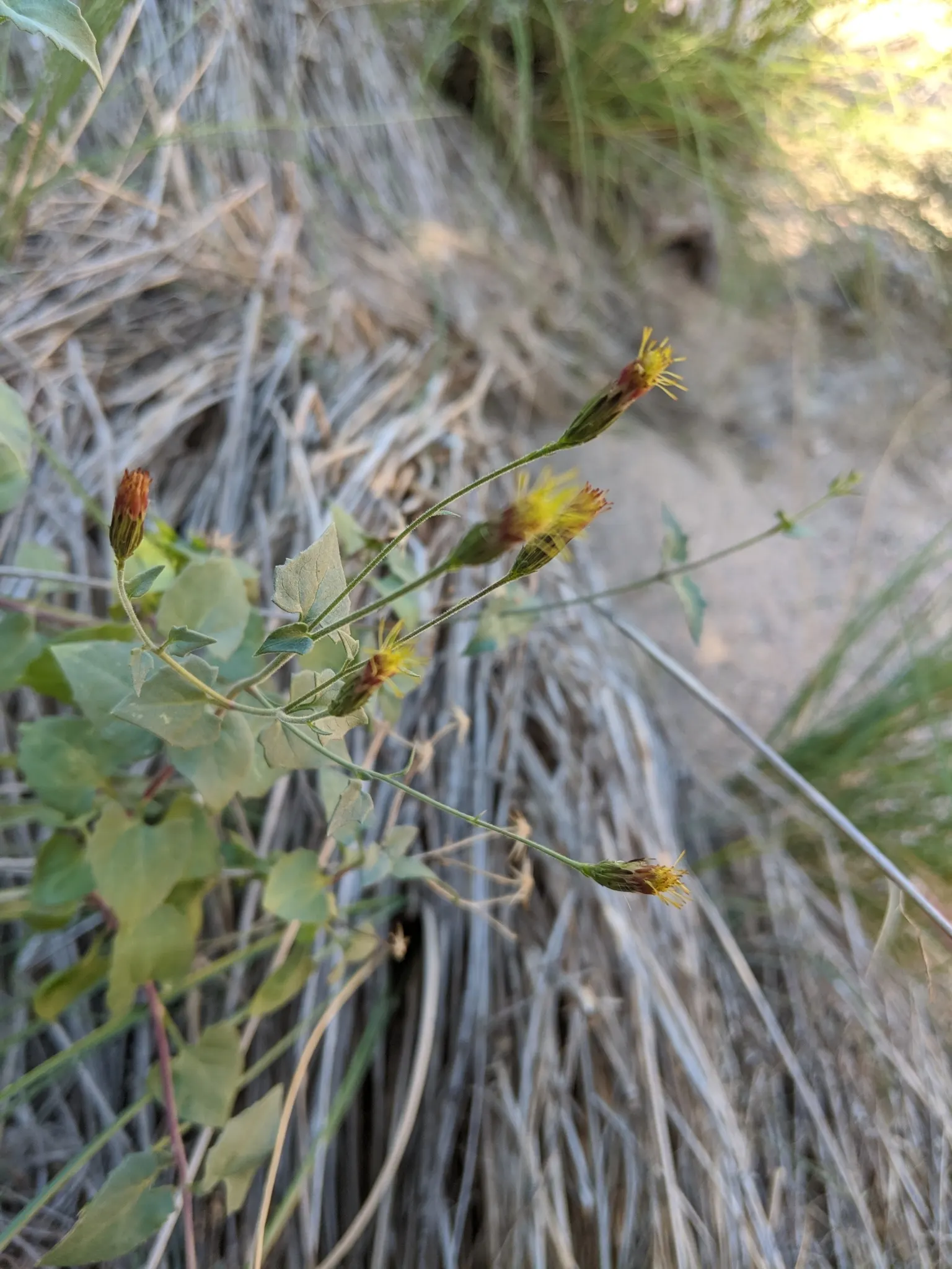 Brickellbush. (Brickellia Californica) — A member of the Asteraceae family