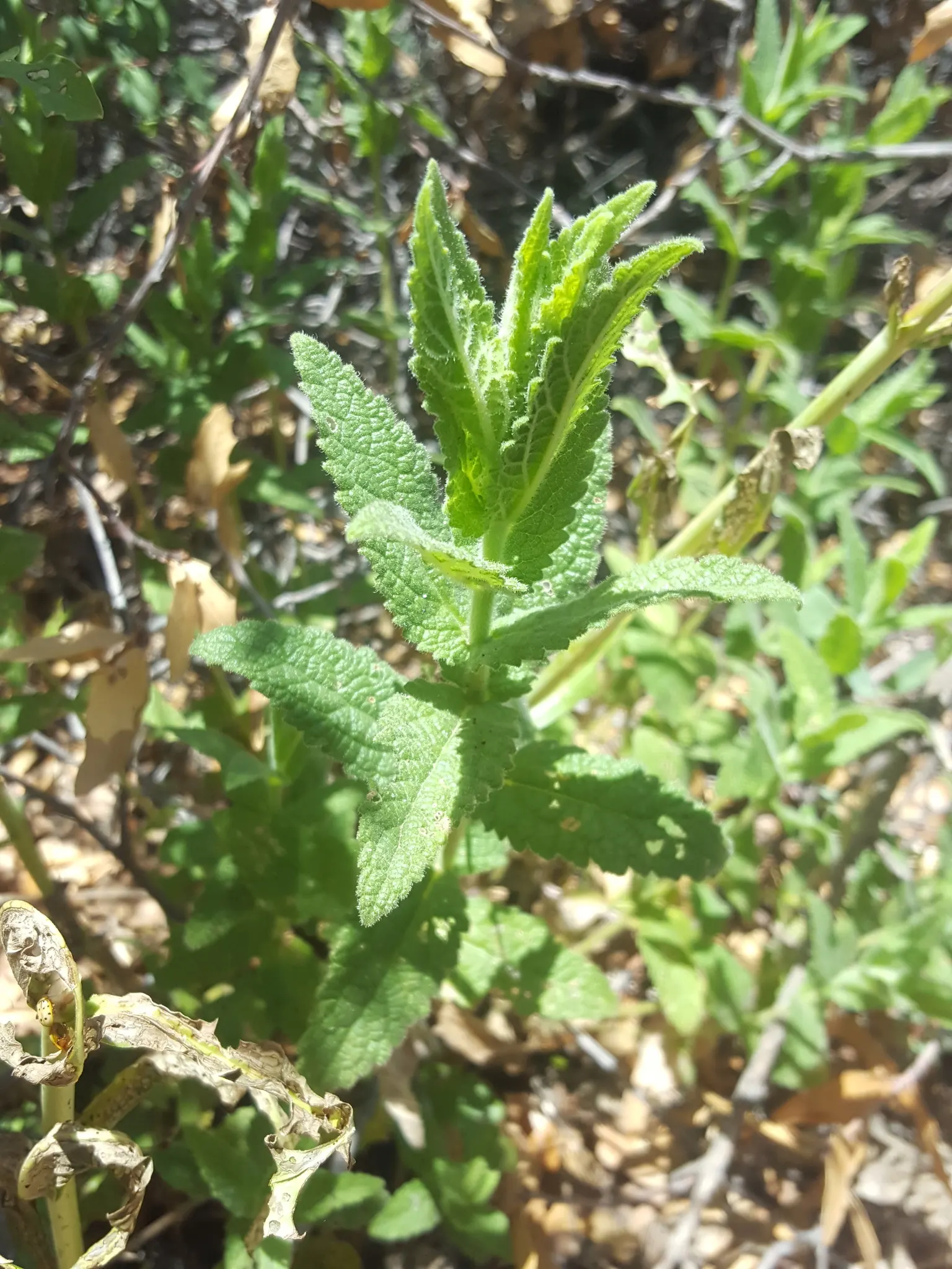 Brickellbush. (Brickellia Californica) — rocky slopes and canyon walls; shrub for full, image 69