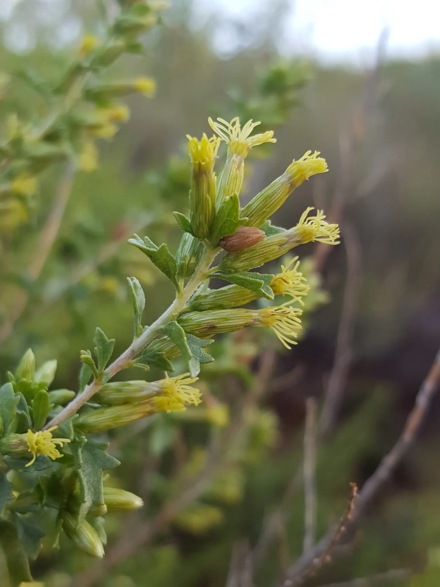 Brickellbush. (Brickellia Californica) — shrub with yellow blooms; consist of tube-shaped florets that are a subtle green or yellow