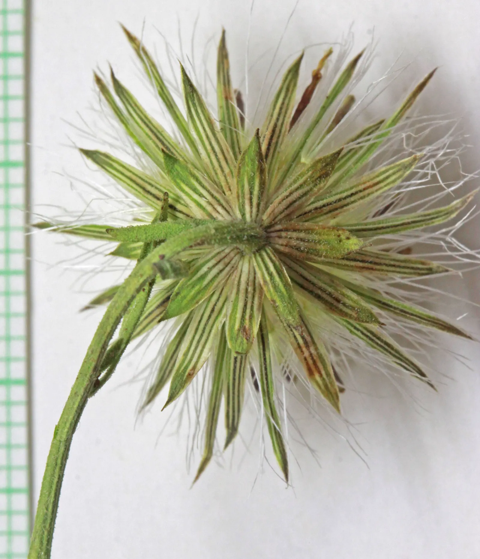 Brickellbush. (Brickellia Californica) — Drought-tolerant once established, it's a low-maintenance choice for adding texture to garden spaces; this, image 65